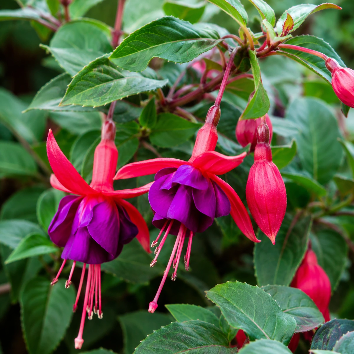 Detalle de follaje de Fuchsia