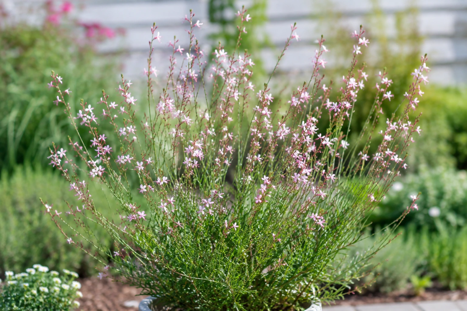 Gaura