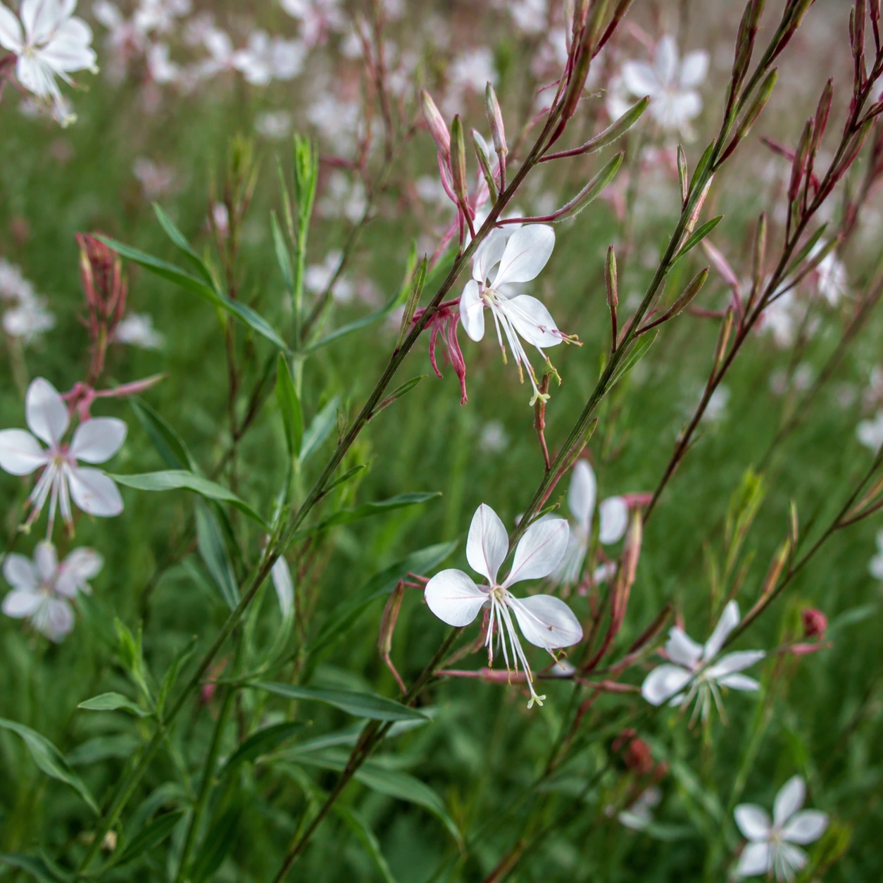 Detalle de follaje de Gaura