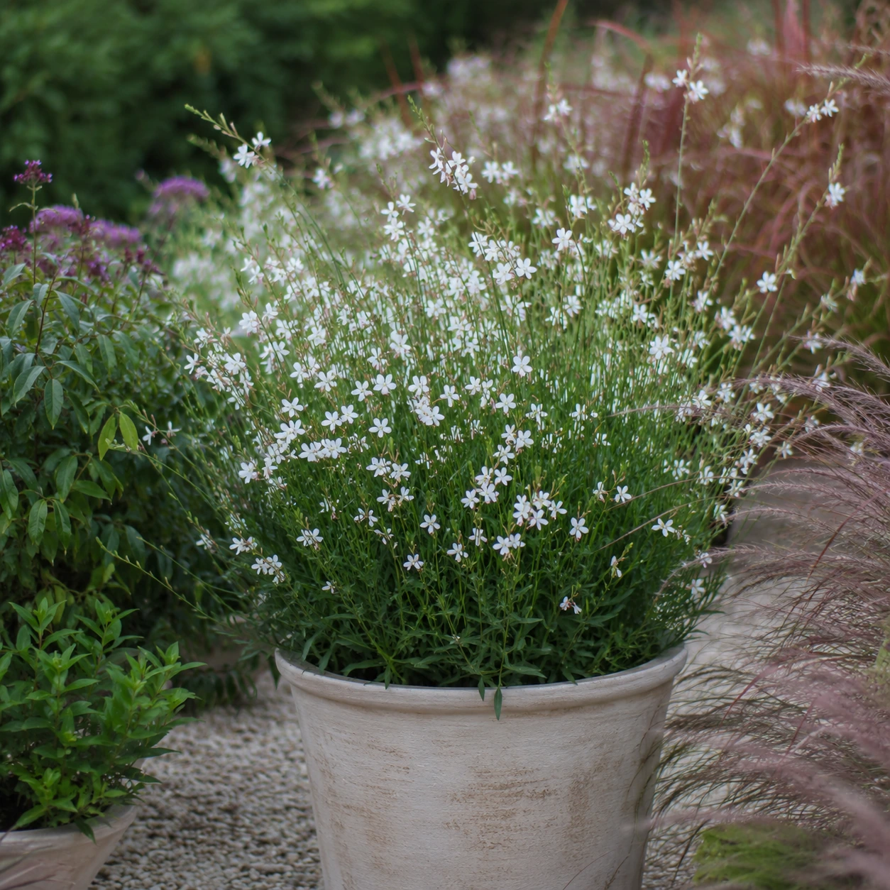 Gaura en uso ornamental