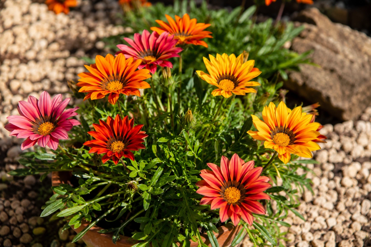 Vista general de Gazania