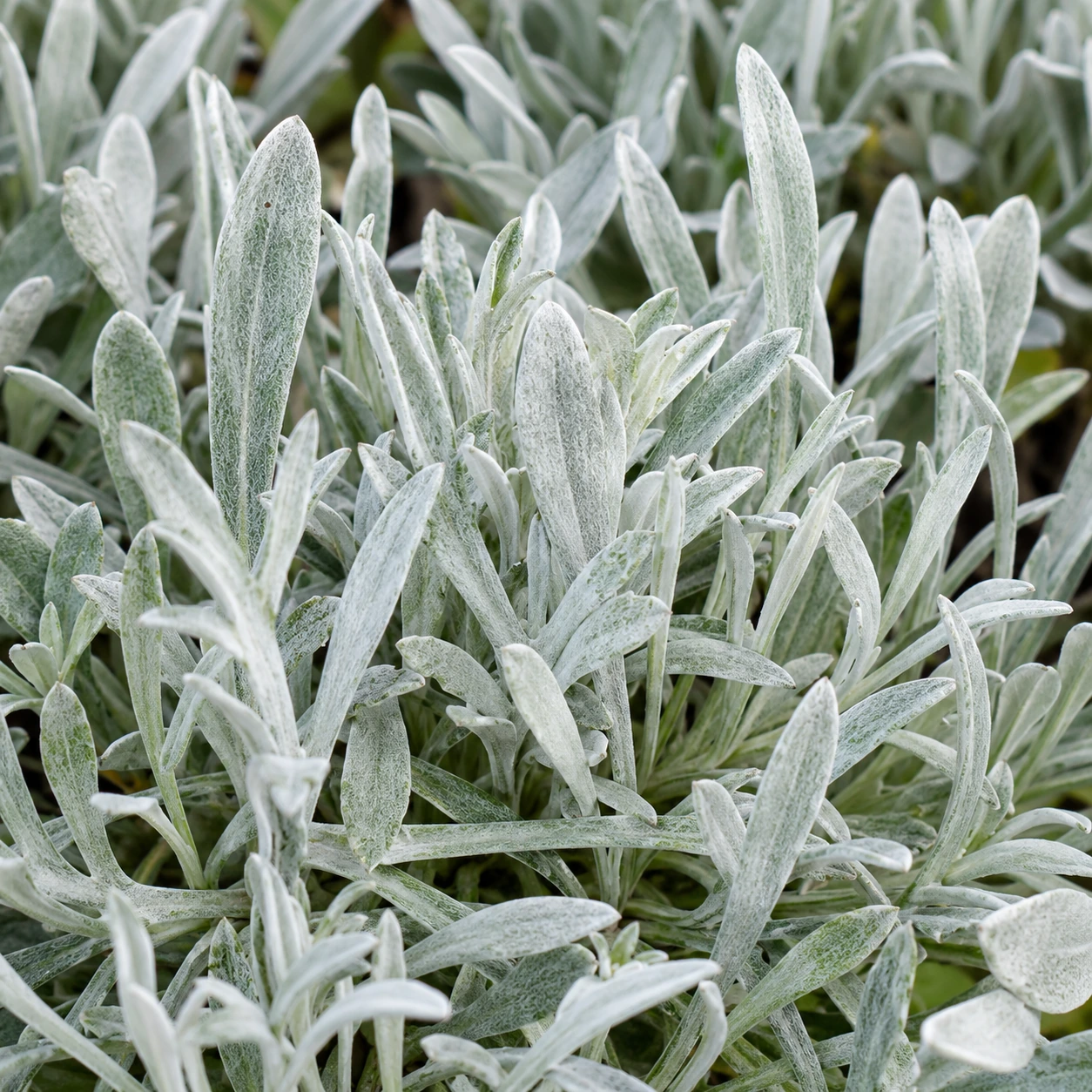 Detalle de follaje de Gazania nivea