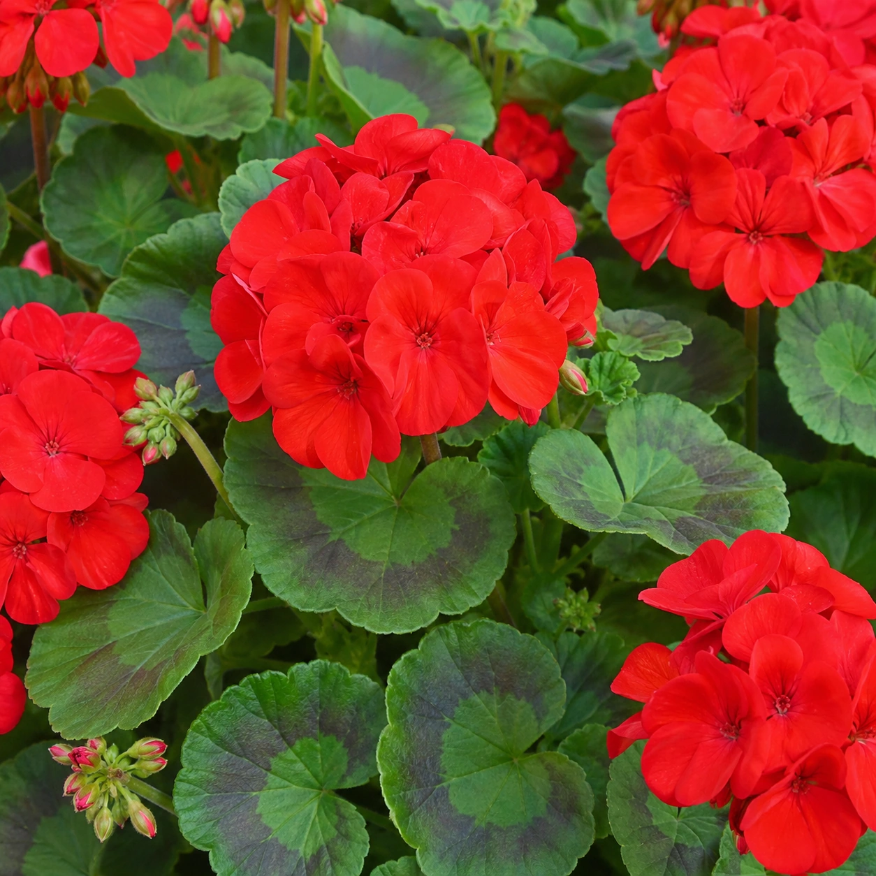 Detalle de flor y follaje de Geranio