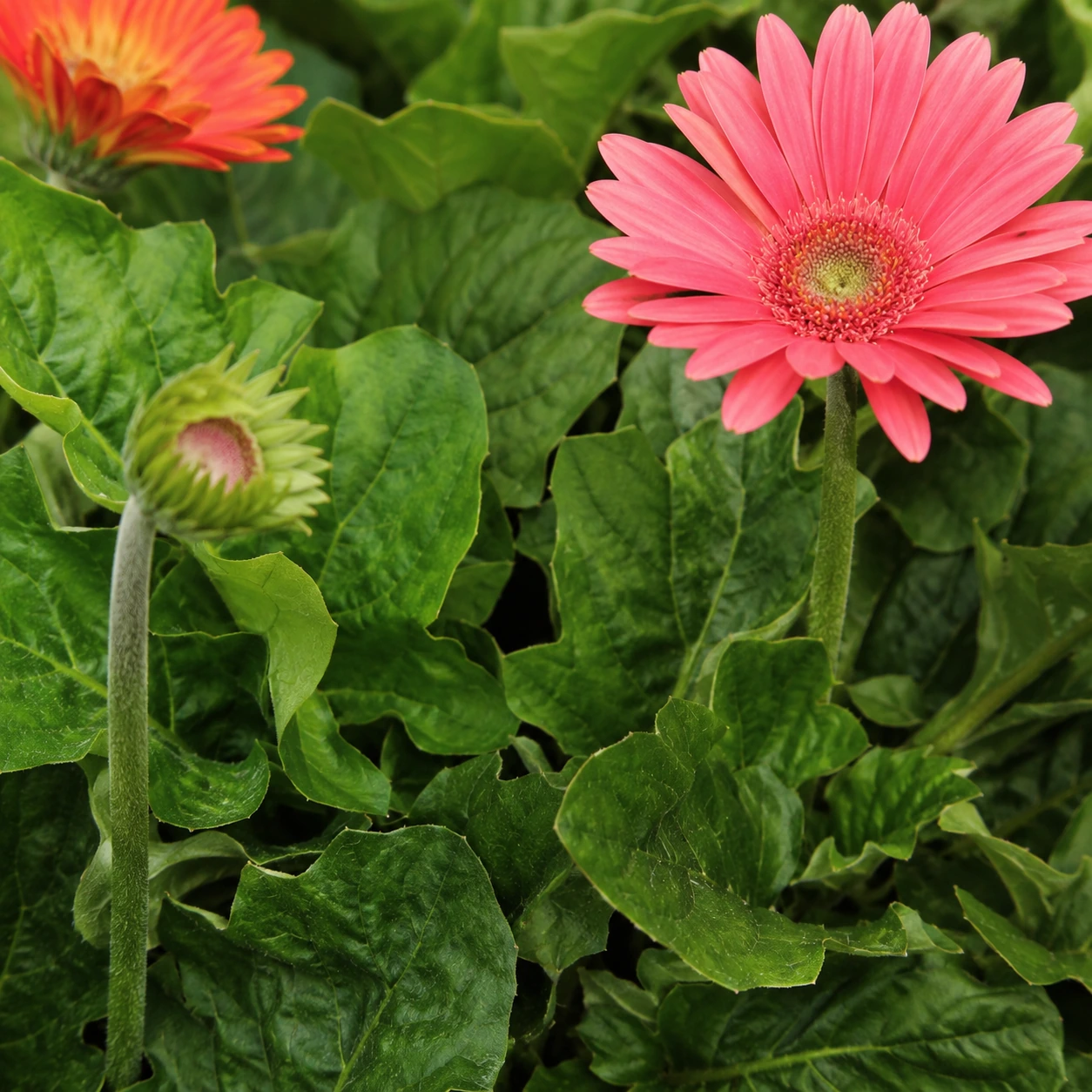 Detalle de follaje de Gerbera