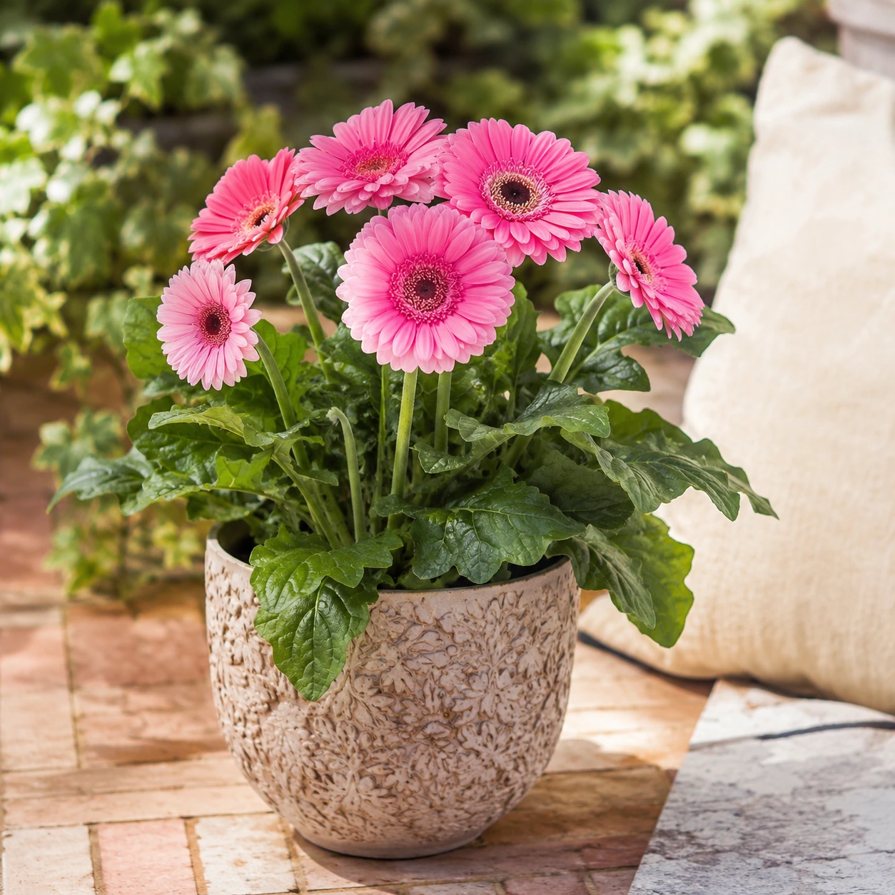 Gerbera en uso ornamental