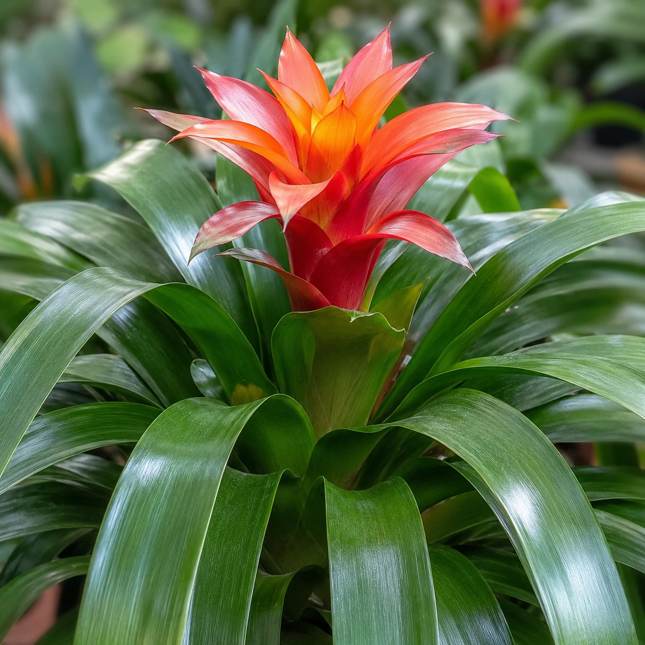 Detalle de Guzmania
