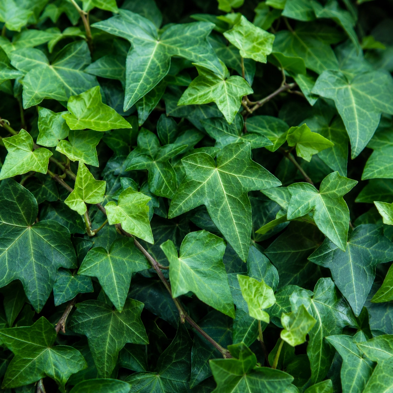 Detalle de Hedera helix