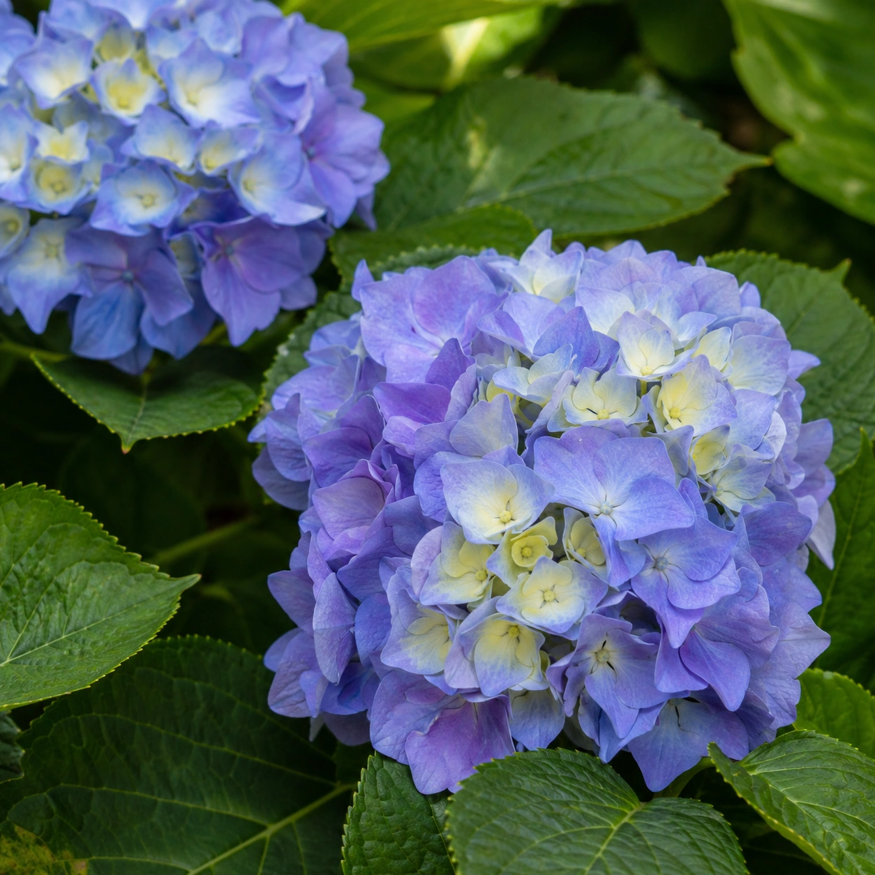 Detalle de Hortensia