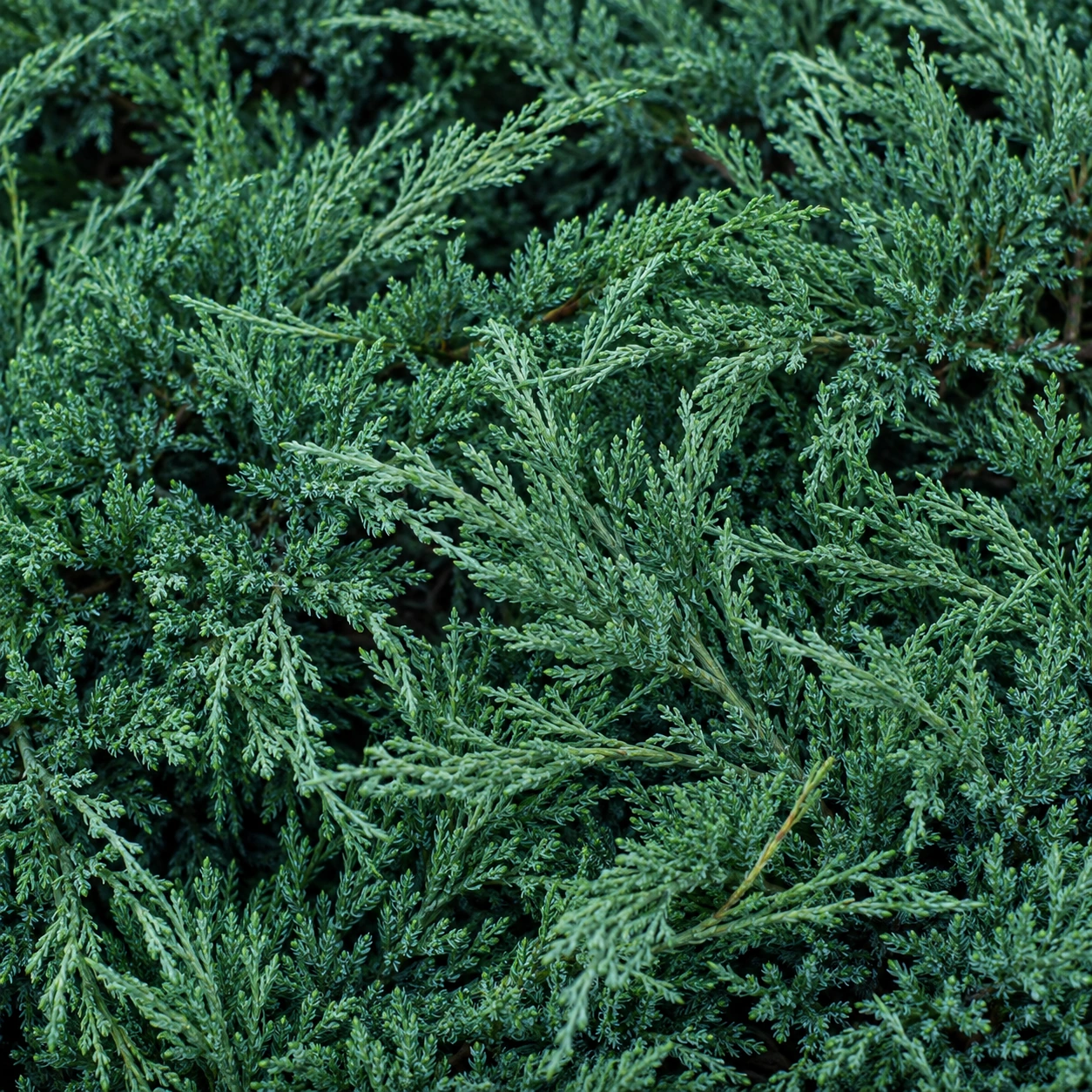 Detalle de follaje de Juniperus horizontalis