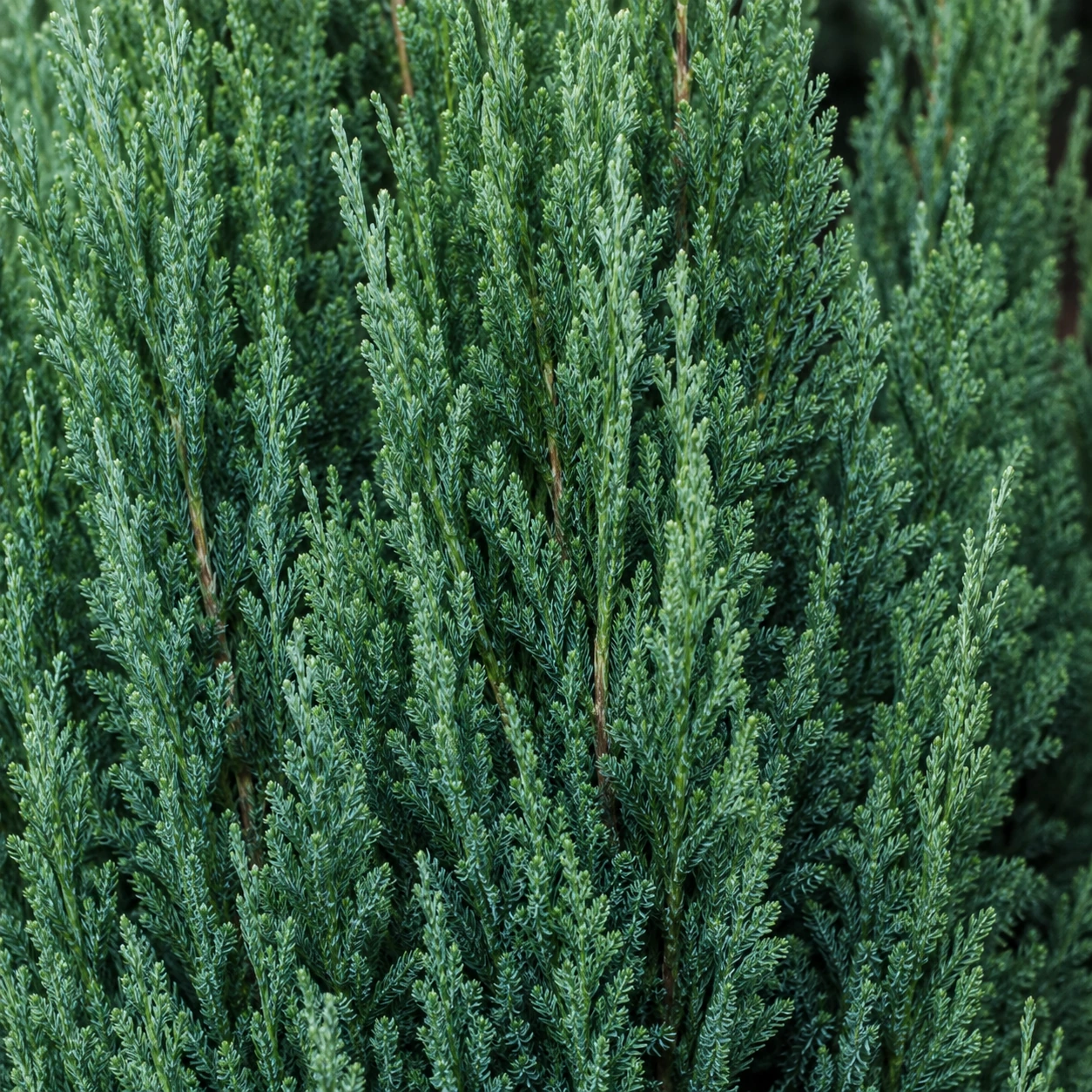 Detalle de follaje de Juniperus stricta