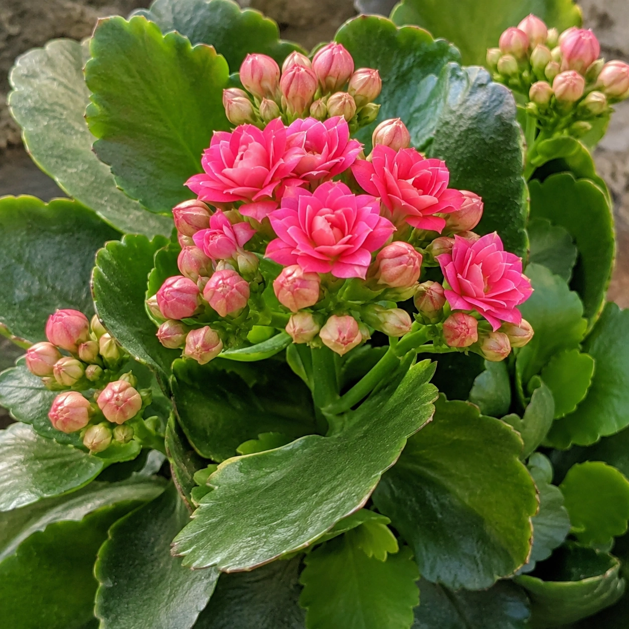 Detalle de Kalanchoe