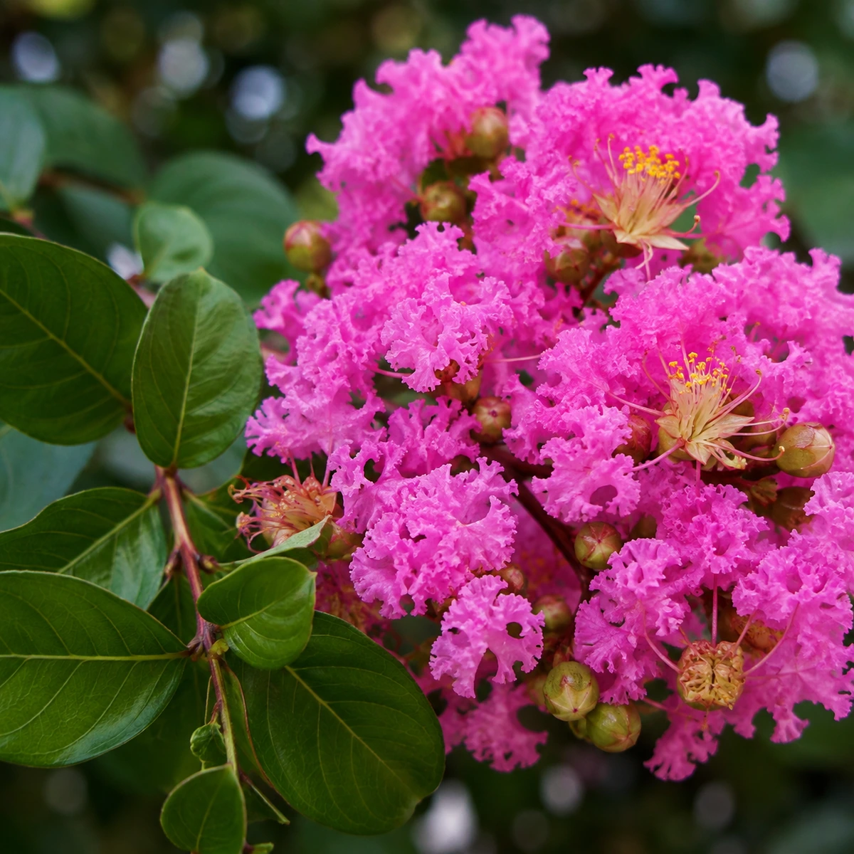 Detalle de follaje de Lagerstroemia indica