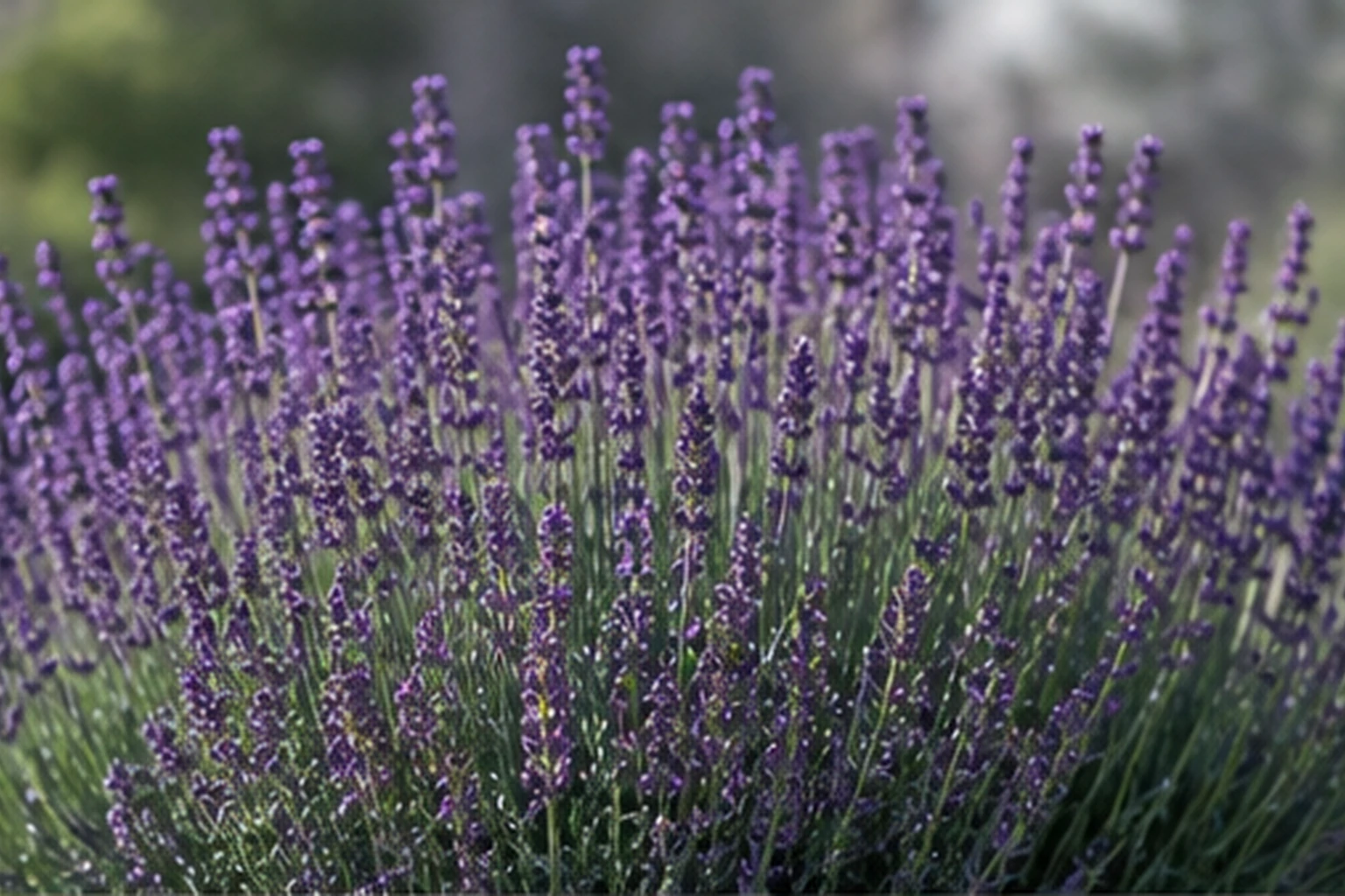 Vista general de Lavanda angustifolia