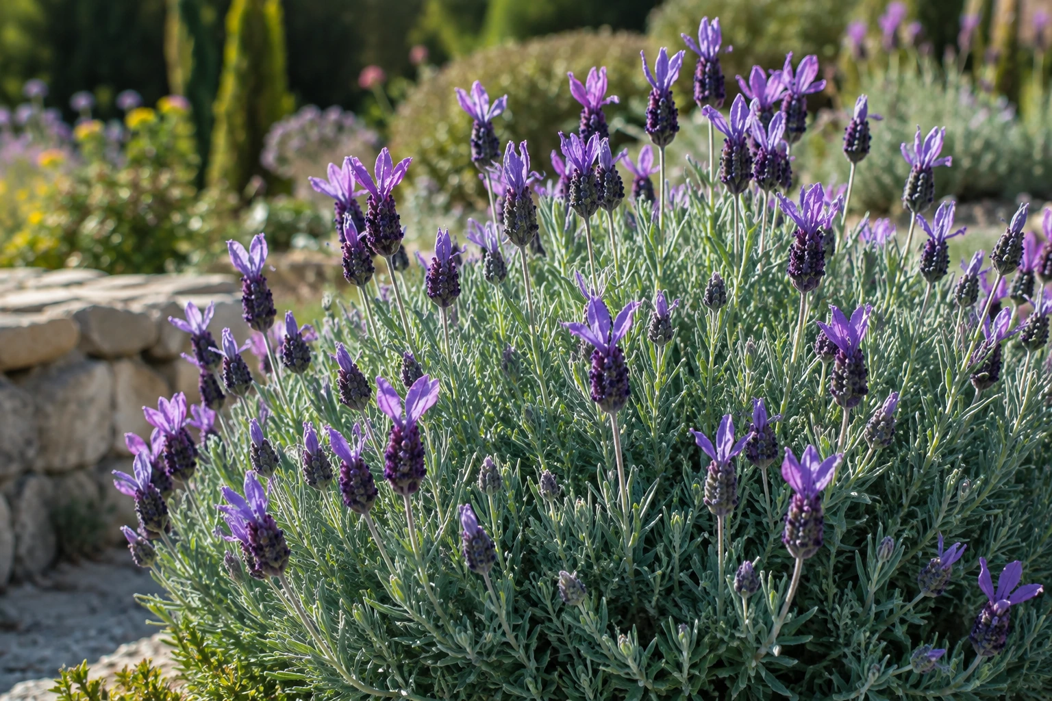Lavanda dentata