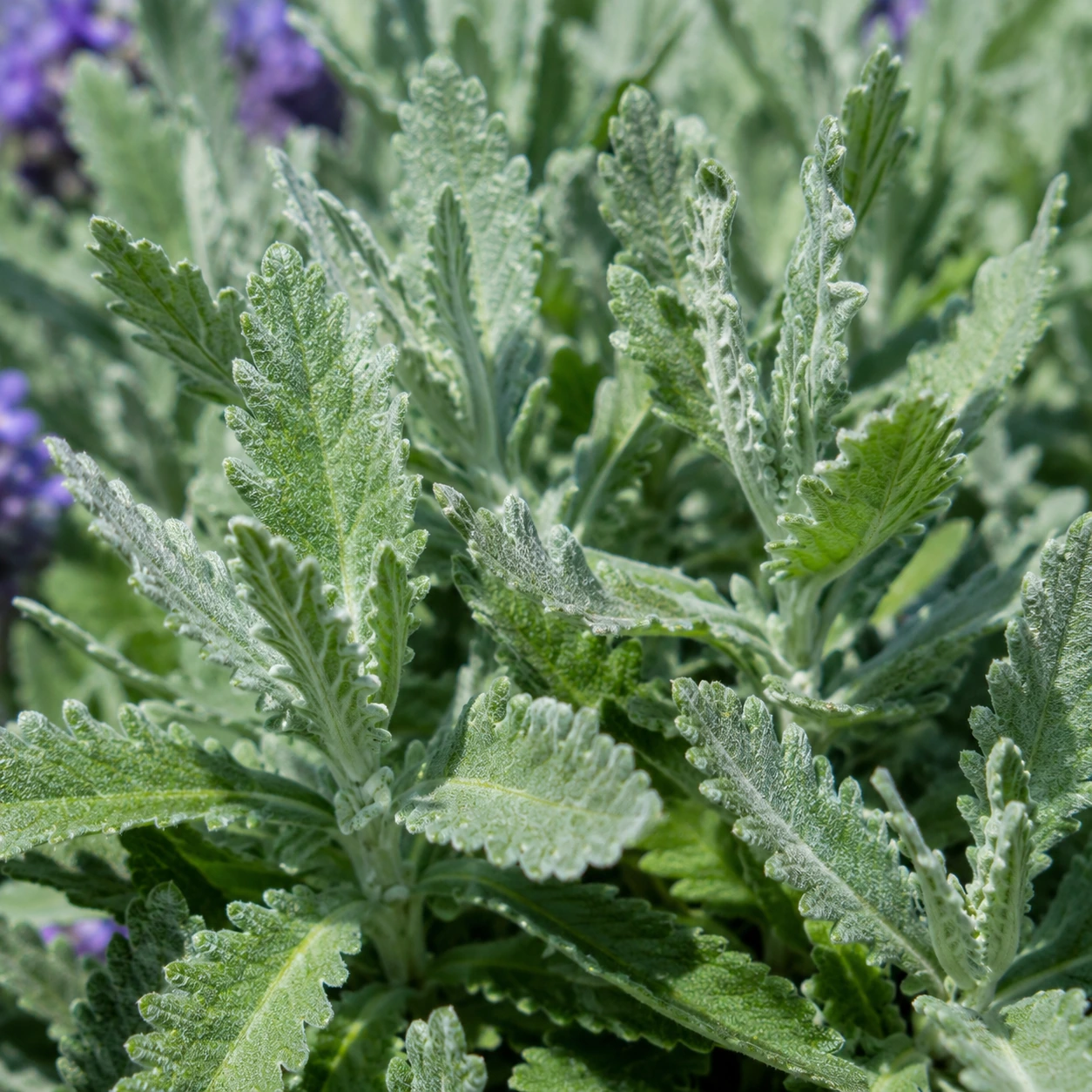 Detalle de Lavanda dentata