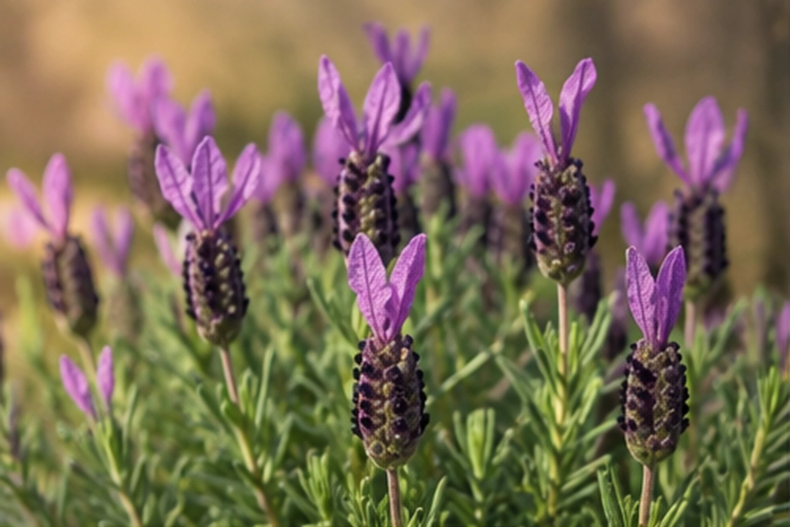 Vista general de Lavanda pinnata