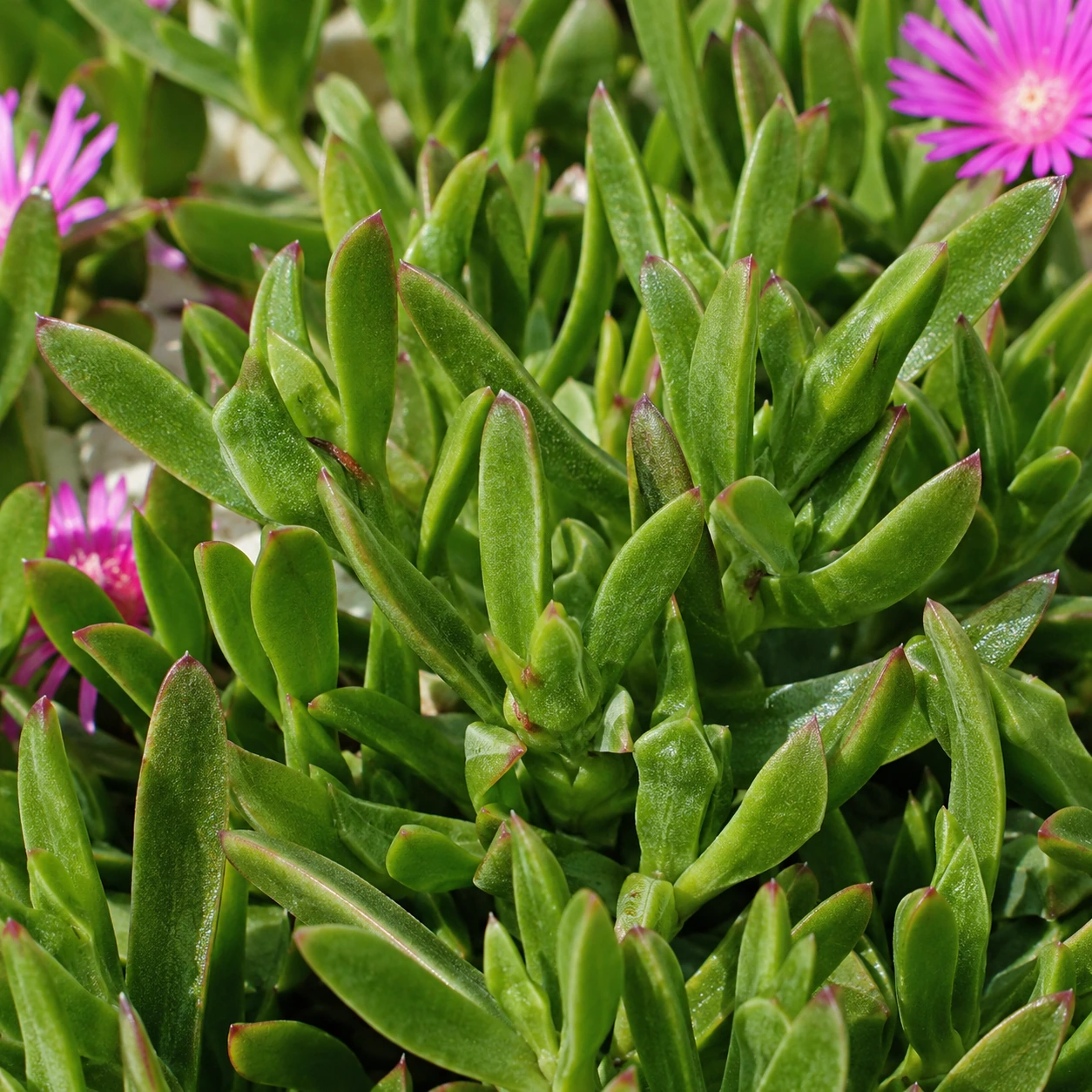Detalle de follaje de Messembryanthemum