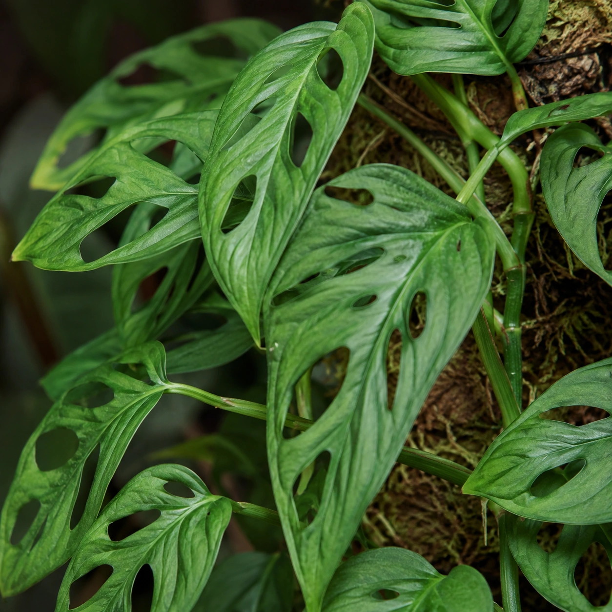Detalle de follaje de Monstera adansonii
