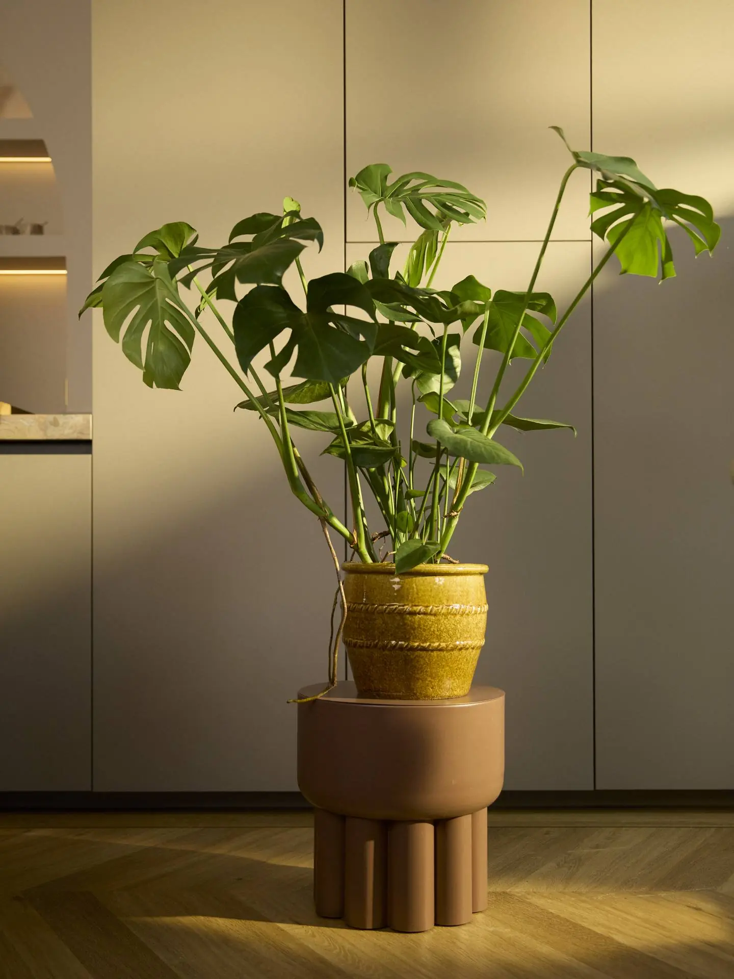 Monstera deliciosa