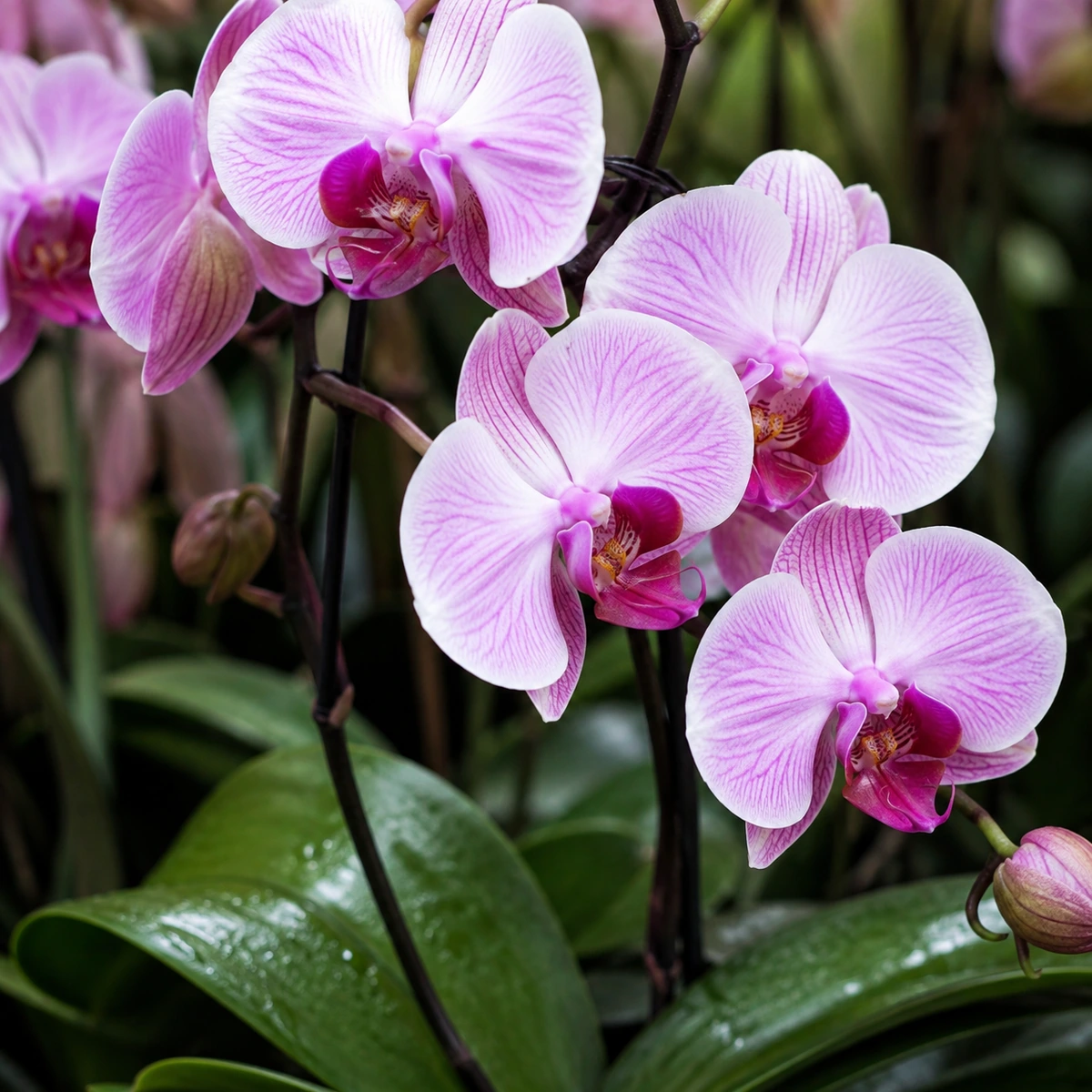 Detalle de follaje de Orquídeas