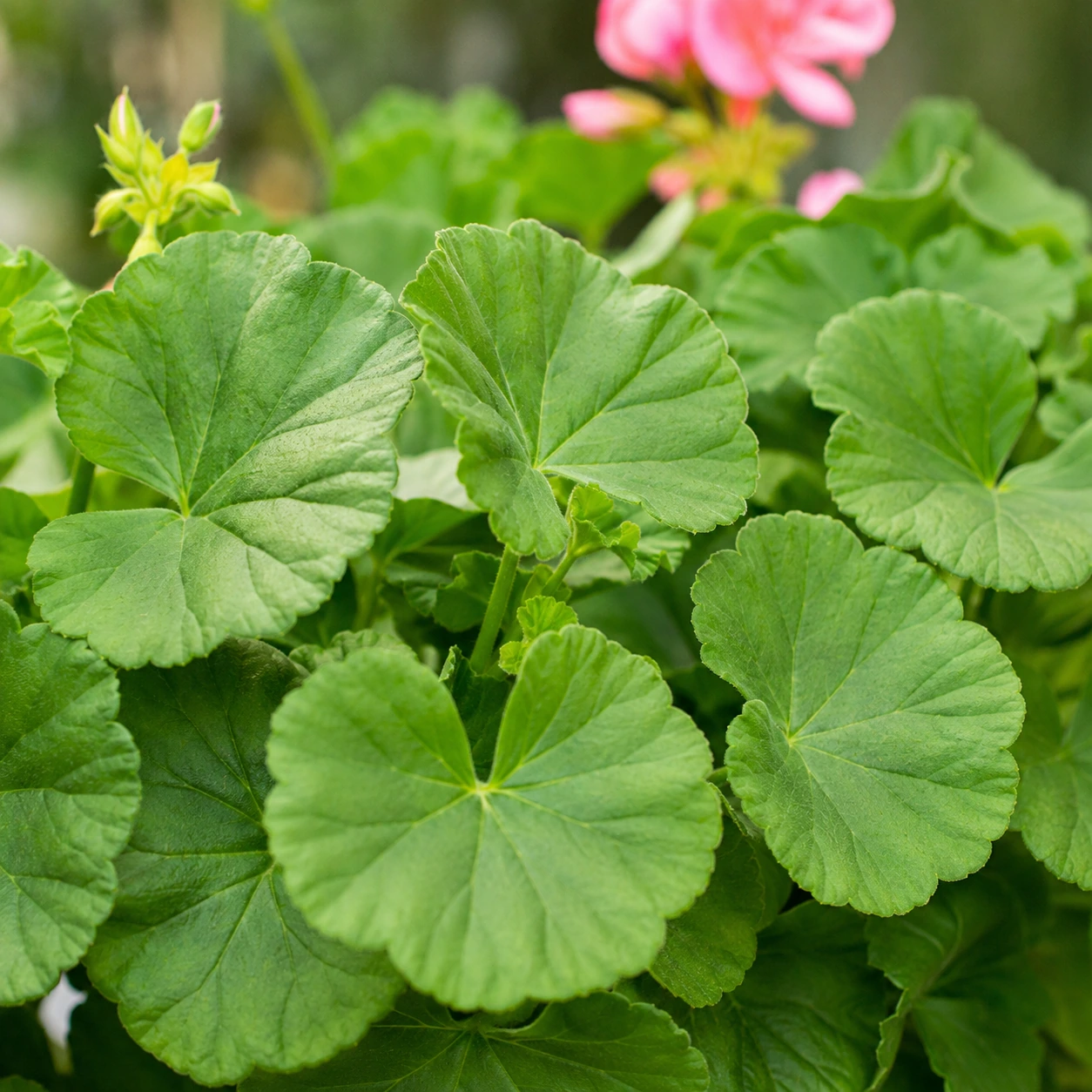 Detalle de Pelargonio