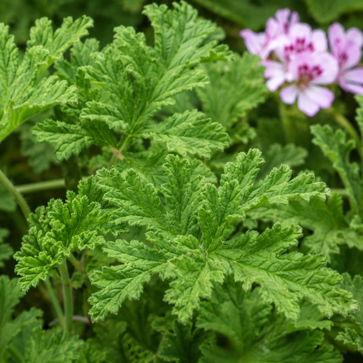 Detalle de Pelargonio Citronela