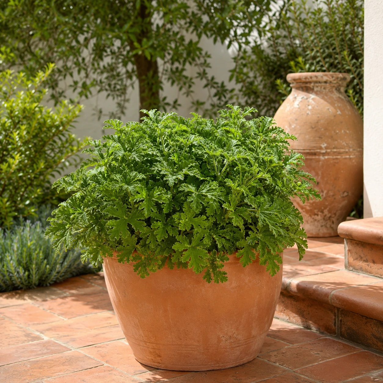 Pelargonio Citronela utilizada en su ubicación recomendada