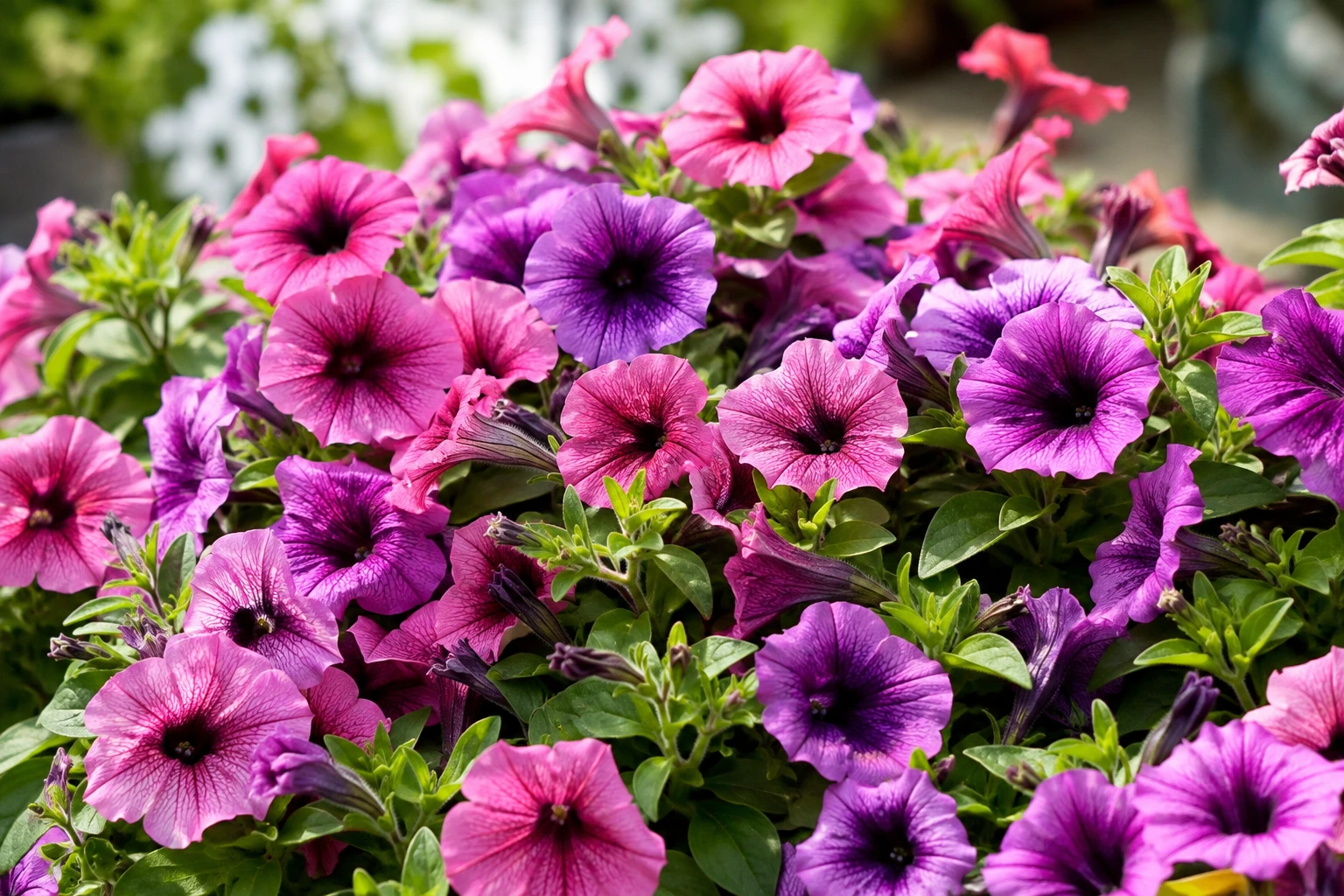Petunia