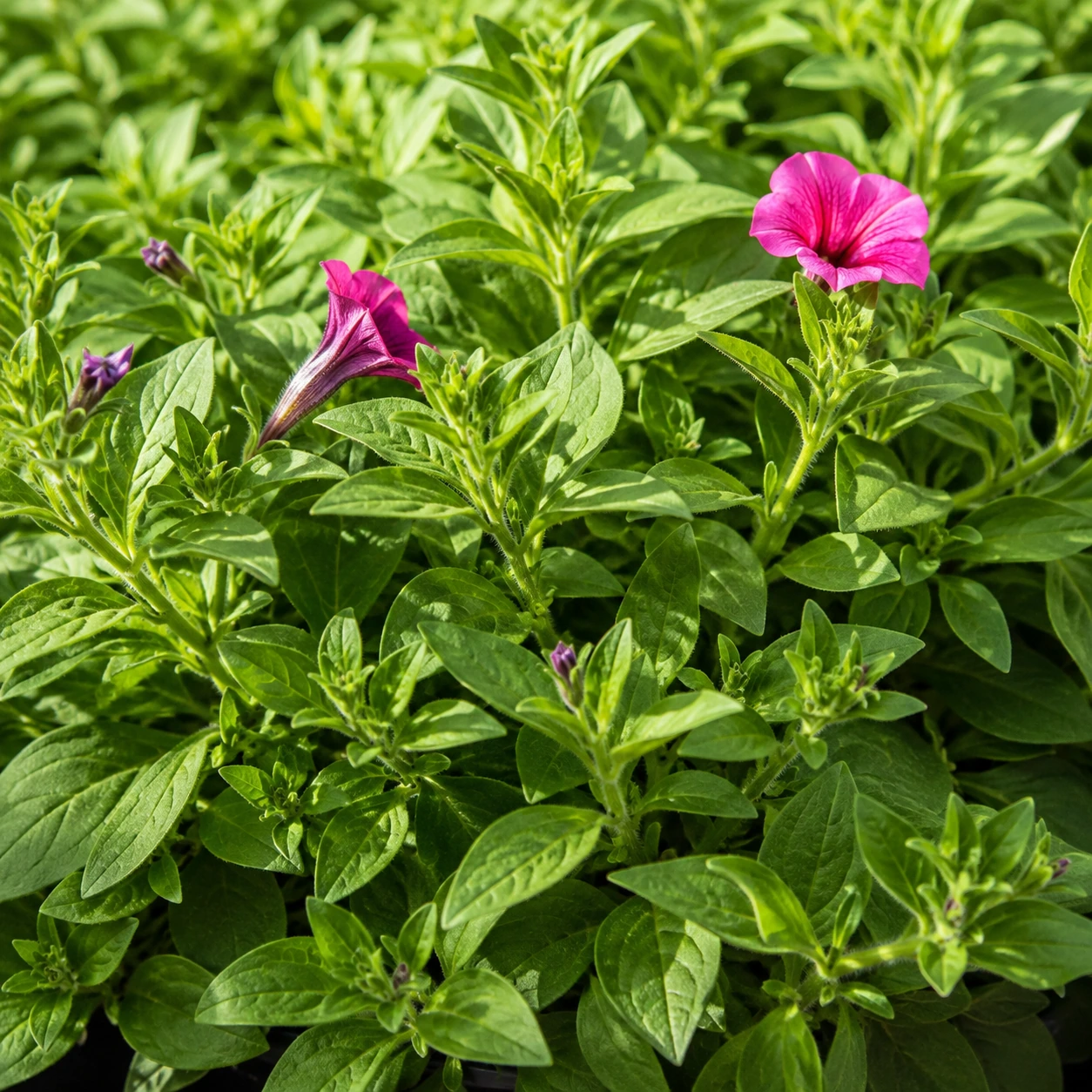 Detalle de Petunia