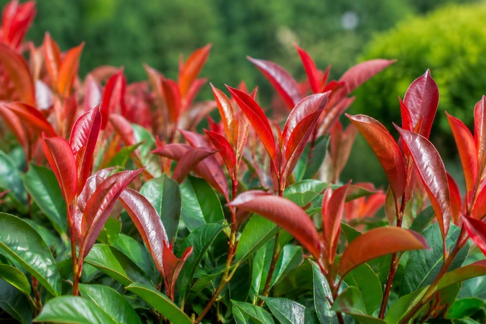 Detalle del follaje de Photinia Red Robin