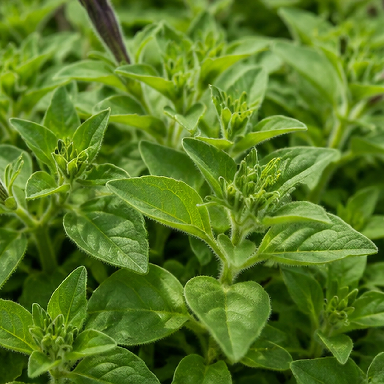Detalle de Potunia