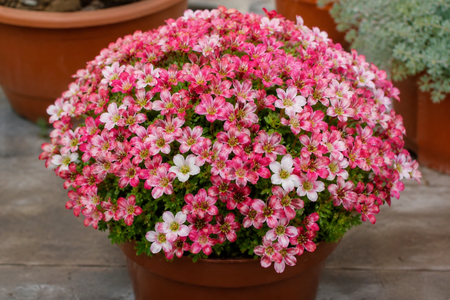 Saxifraga