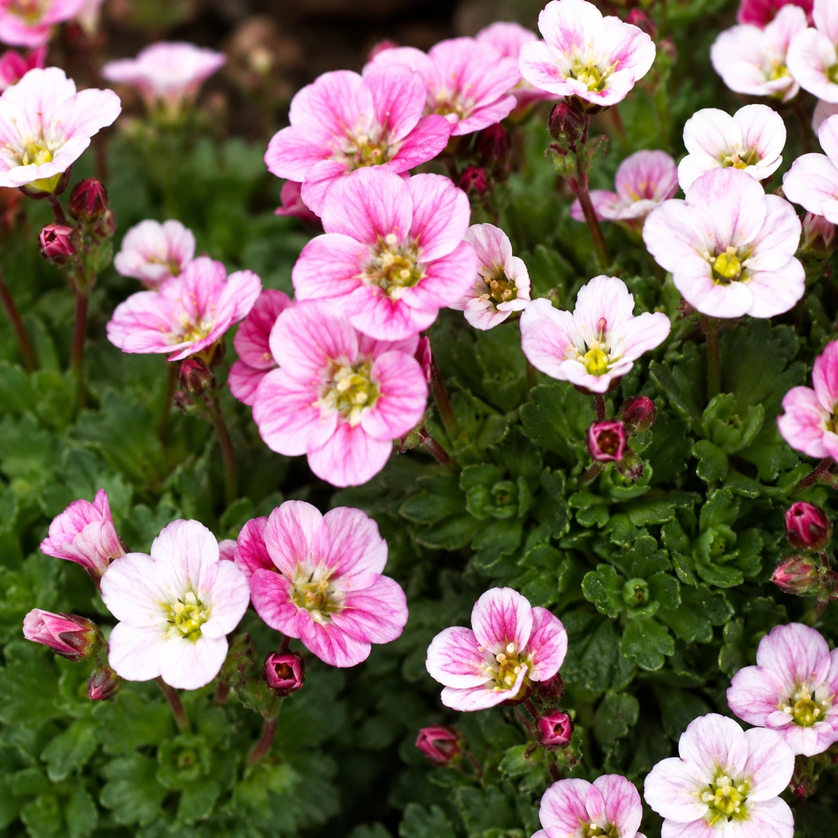 Detalle de Saxifraga