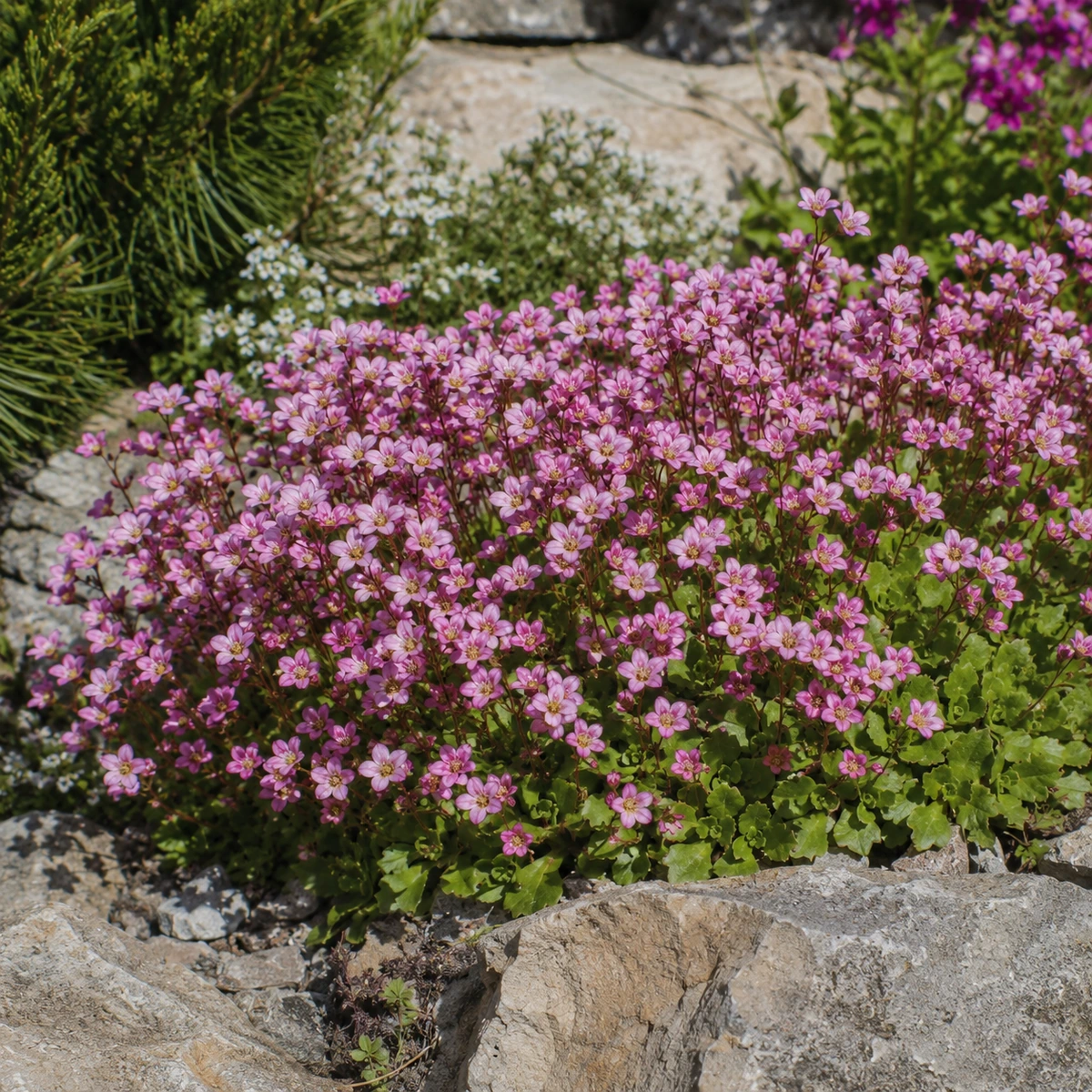 Saxifraga en uso ornamental