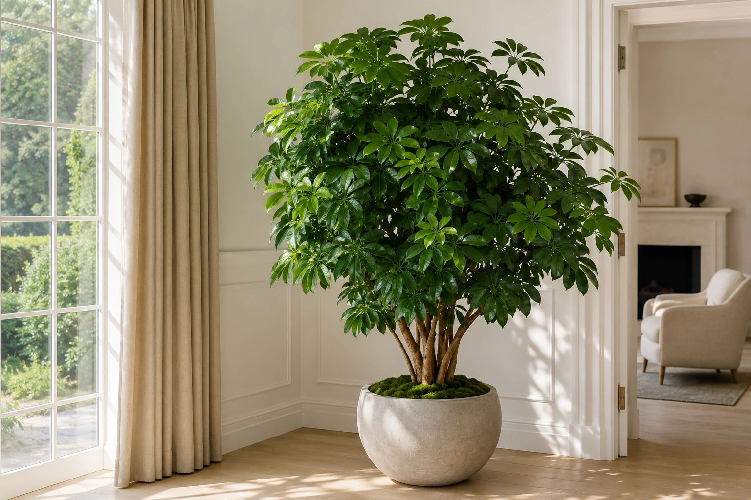 Schefflera Actinophylla