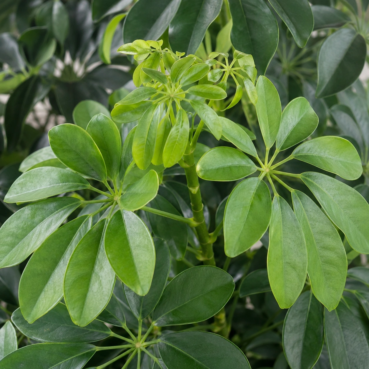 Detalle de Schefflera Actinophylla