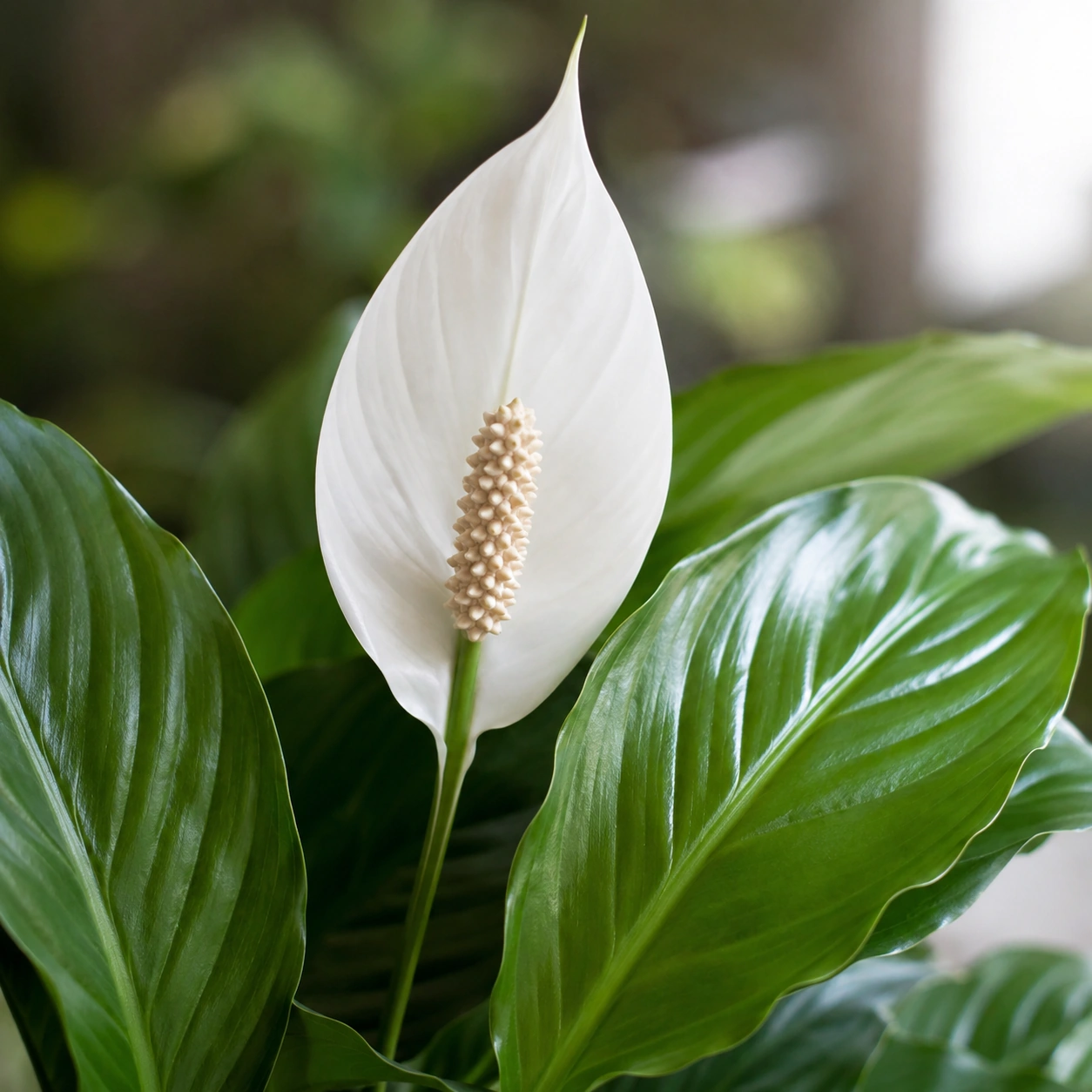 Detalle de Spathiphyllum