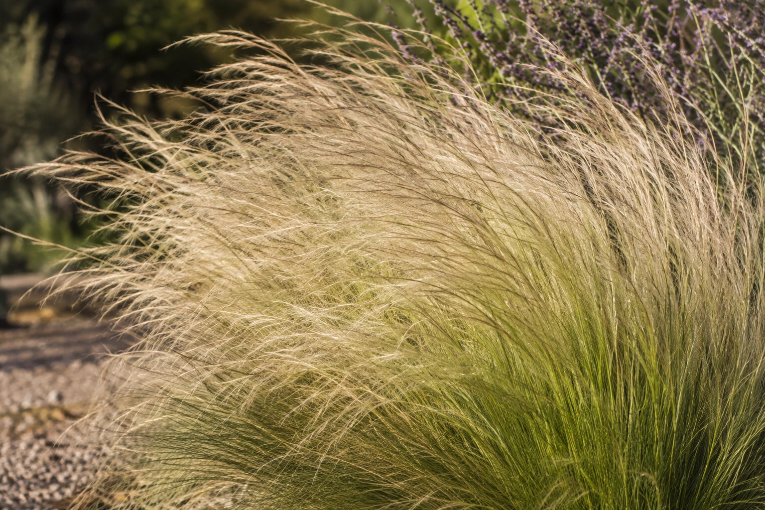 Vista general de Stipa