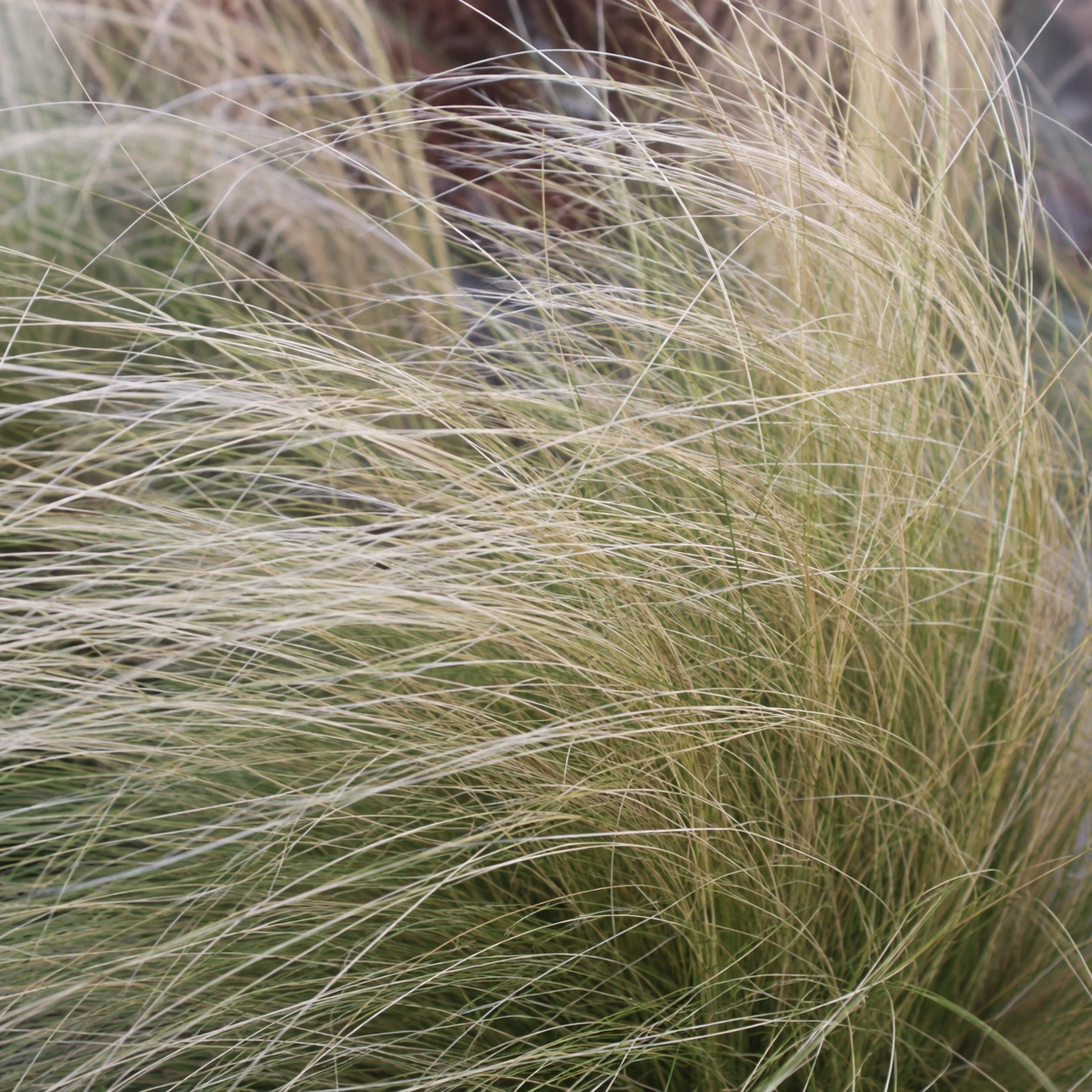 Detalle de follaje de Stipa
