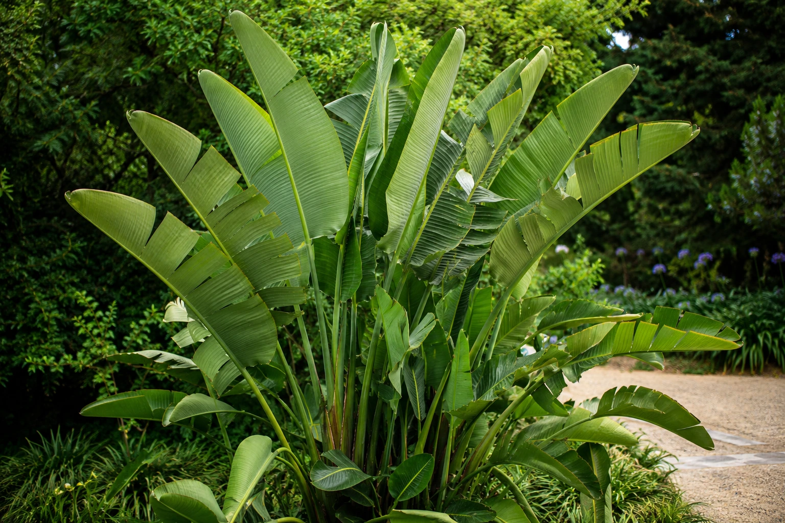 Strelitzia augusta