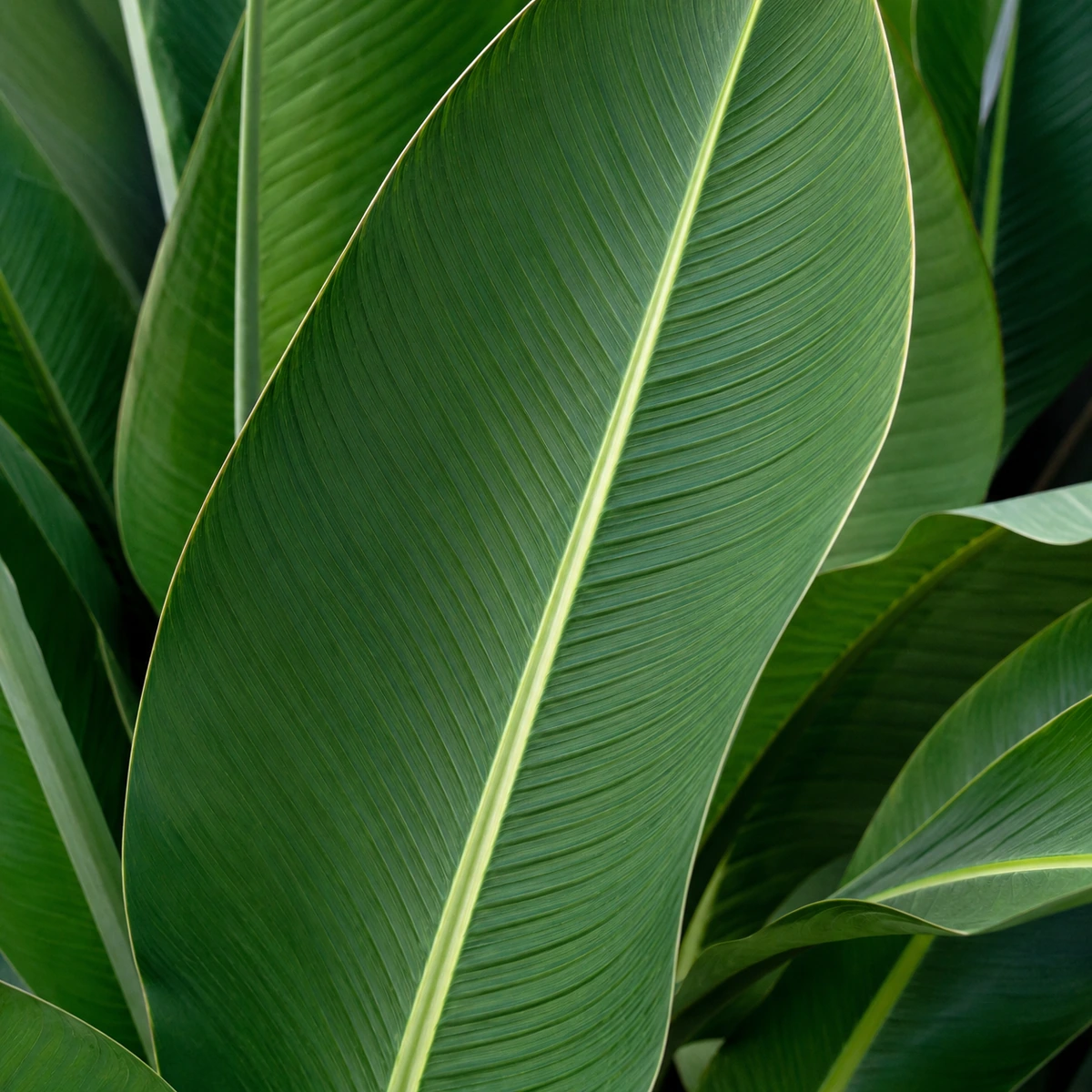 Detalle de follaje de Strelitzia augusta
