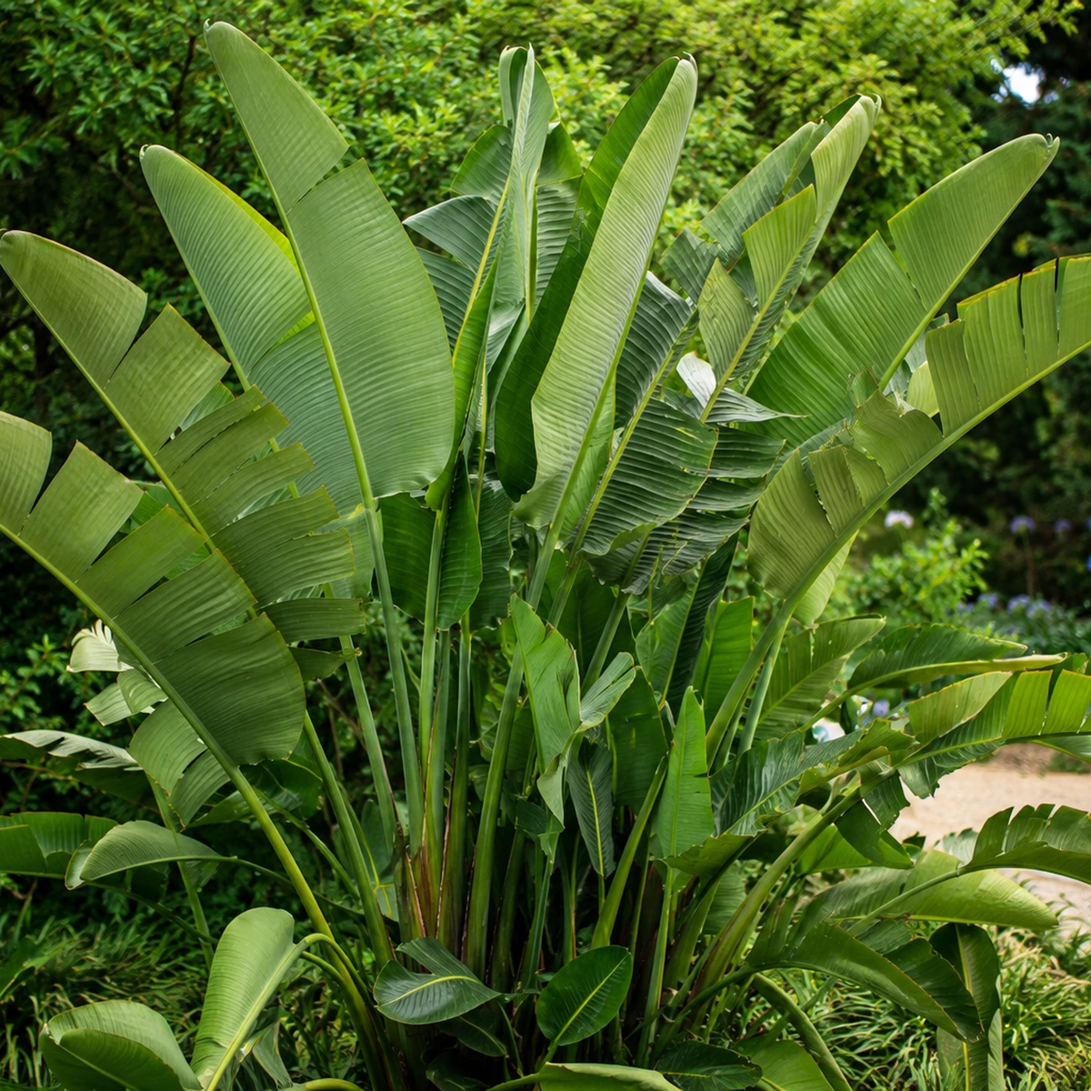Strelitzia nicolai utilizada en jardín o terraza