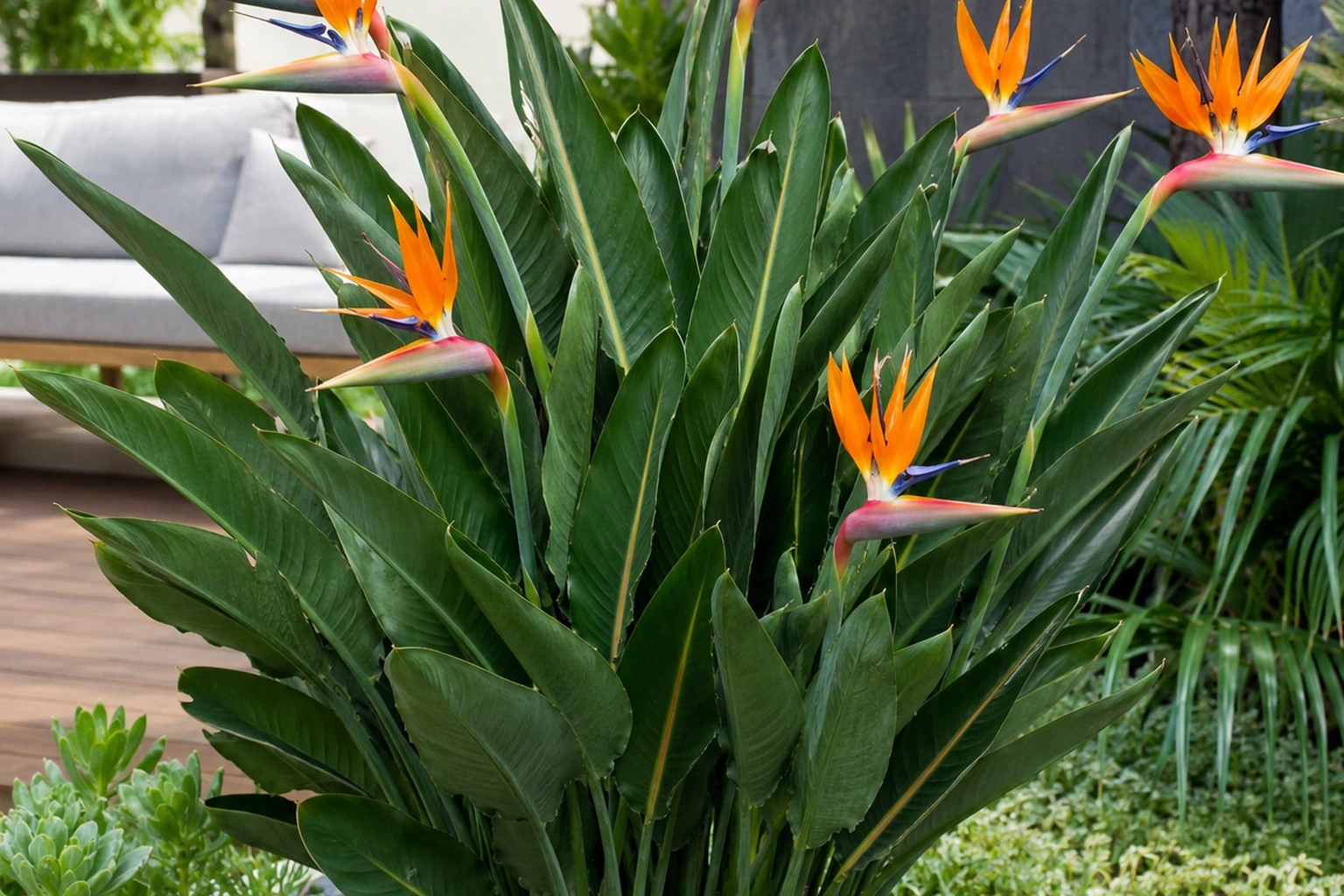 Vista general de Strelitzia reginae