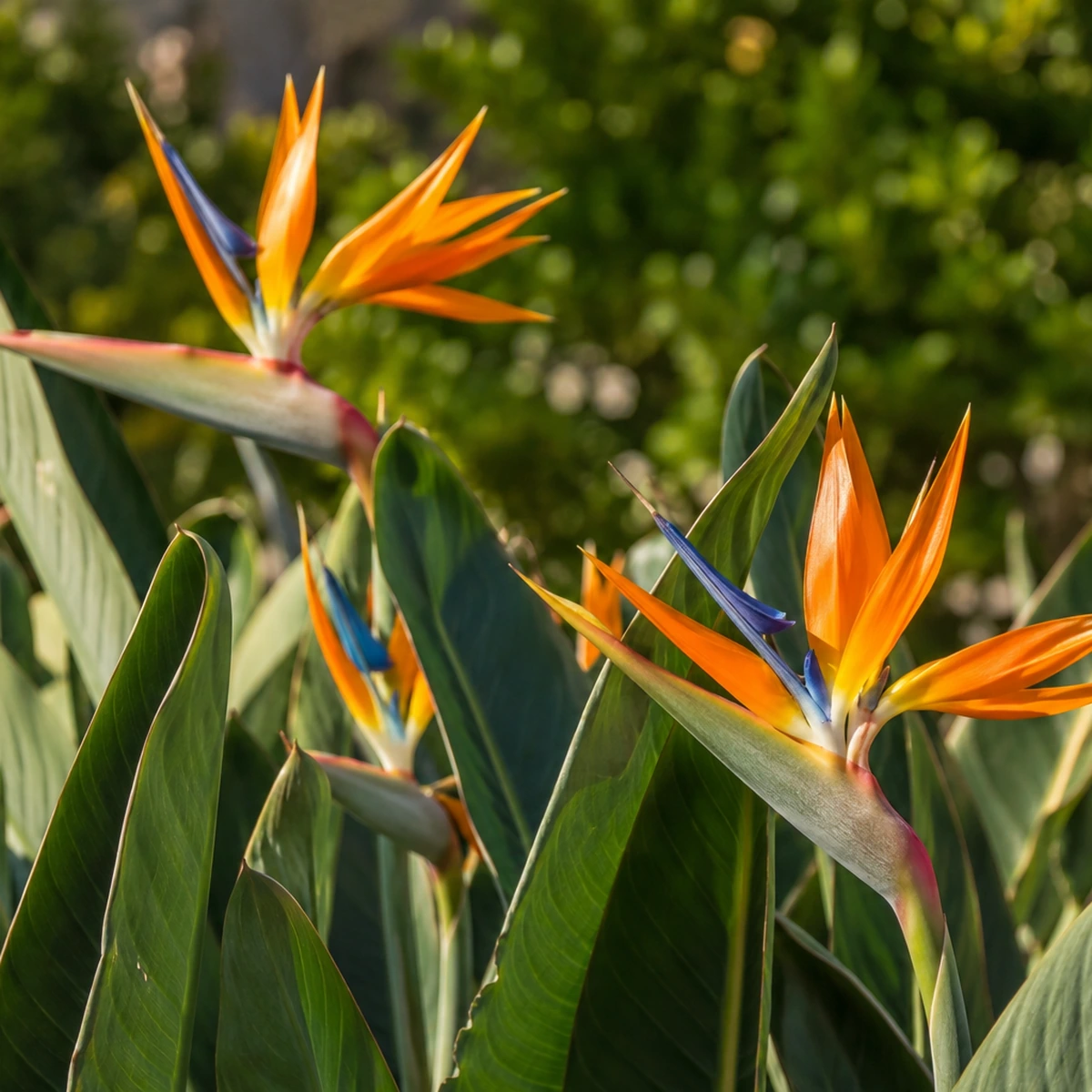 Detalle de follaje de Strelitzia reginae