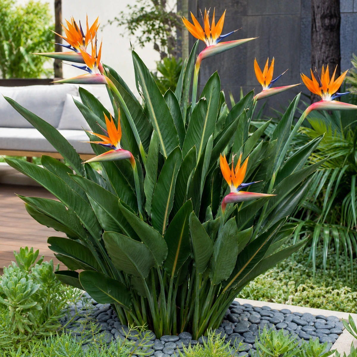 Strelitzia reginae utilizada en jardín o terraza