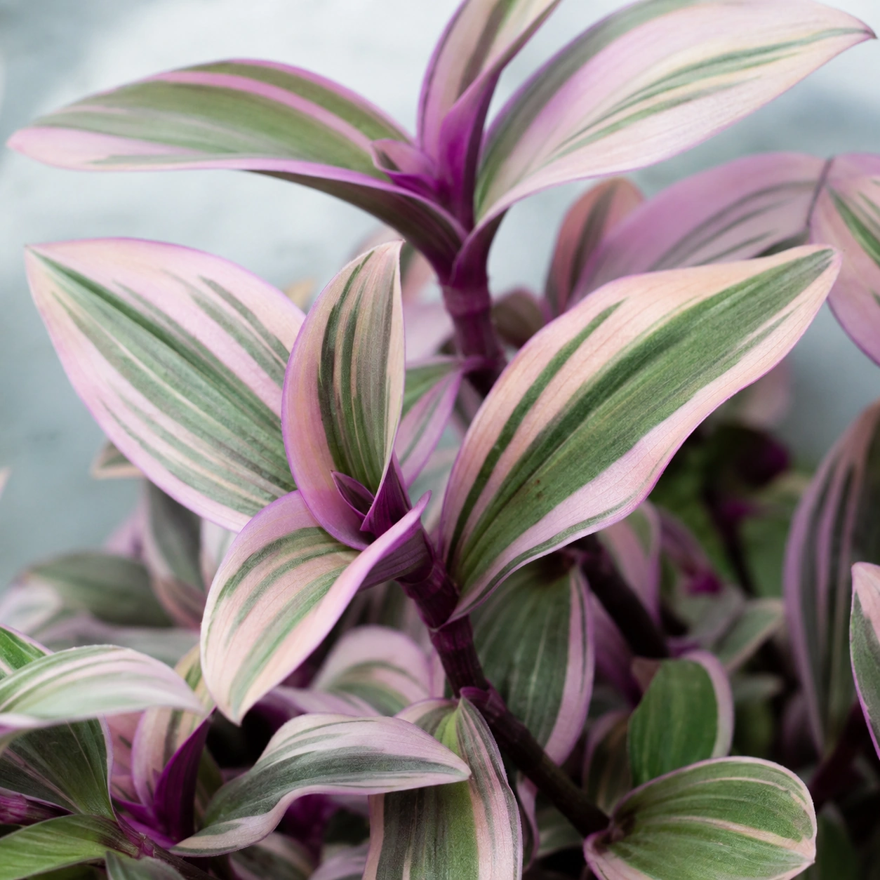 Detalle de follaje de Tradescantia Nanouk