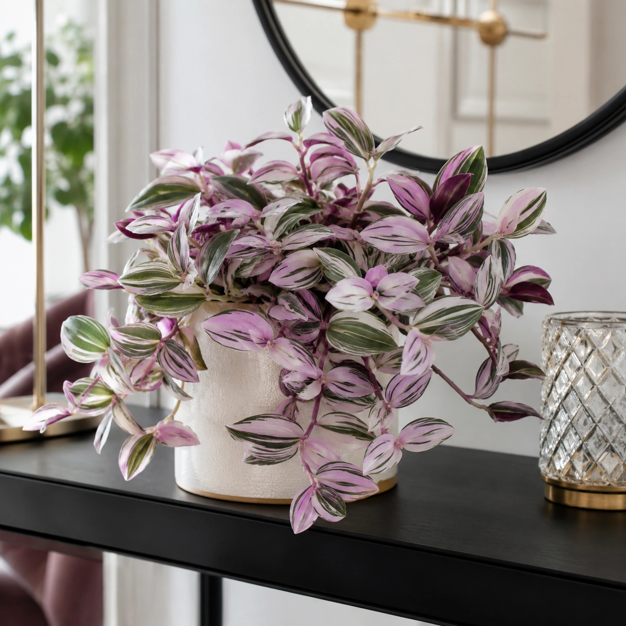 Tradescantia Nanouk en uso ornamental