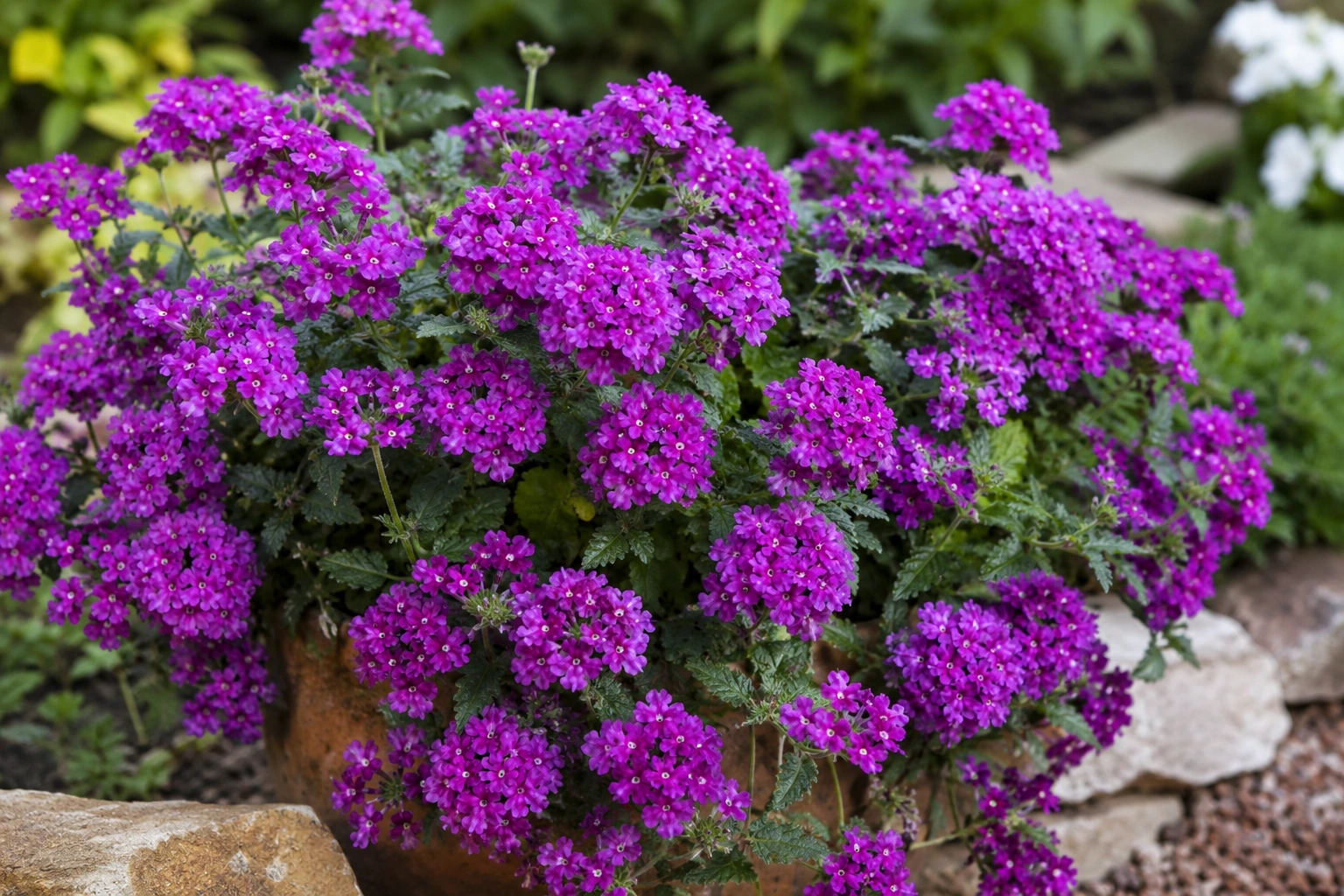 Verbena