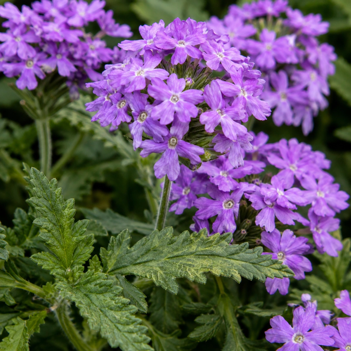 Detalle de Verbena