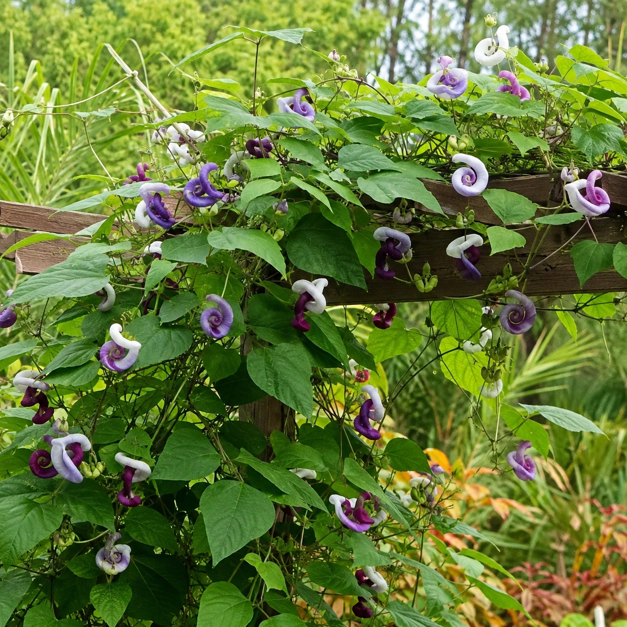 Caracola Real en su uso ornamental
